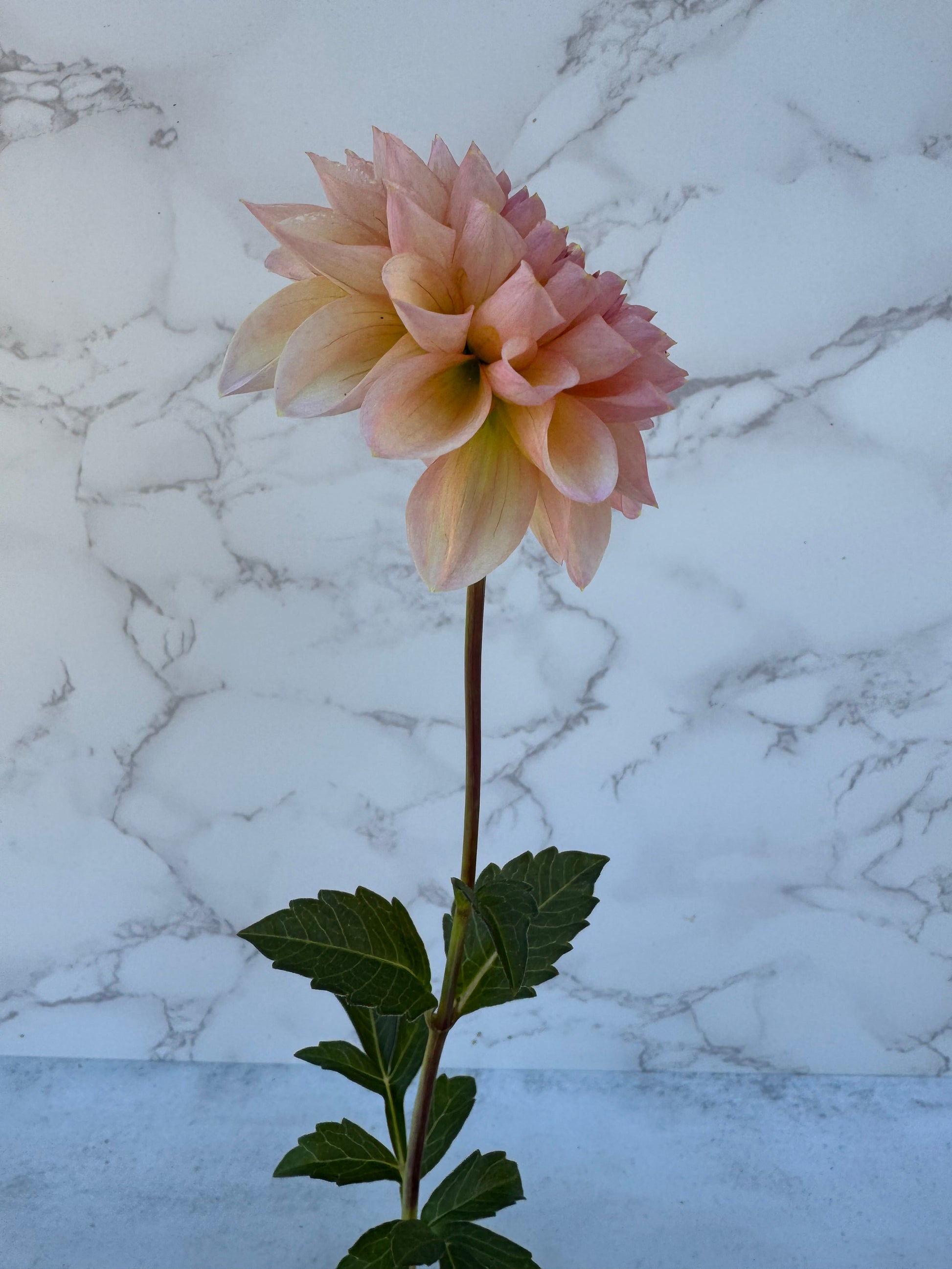 KA Desert Rose Cutting