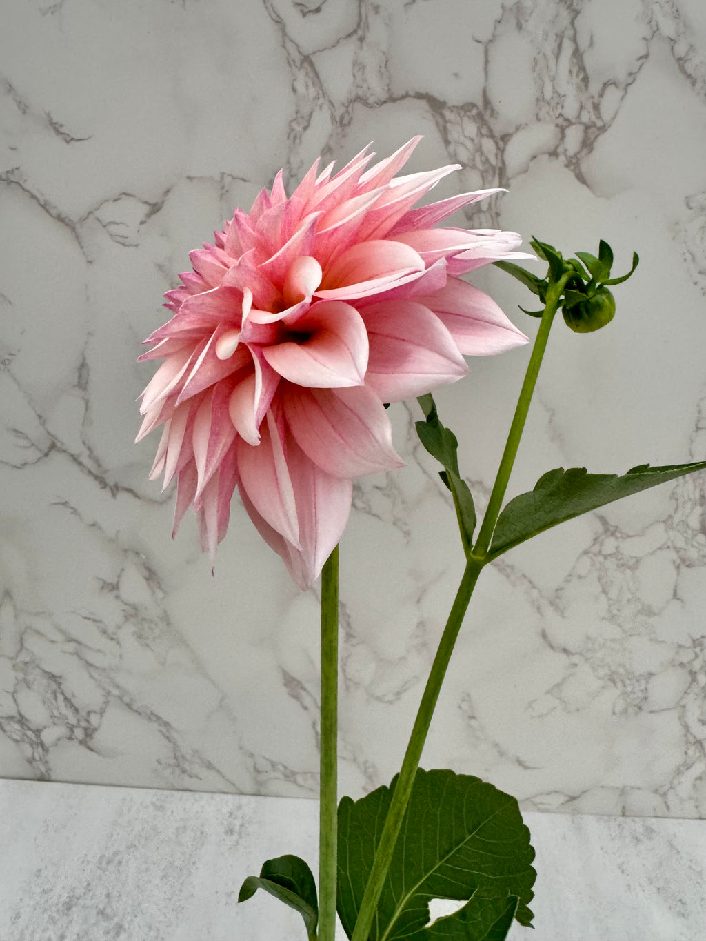 KA Mocha Jake Cutting