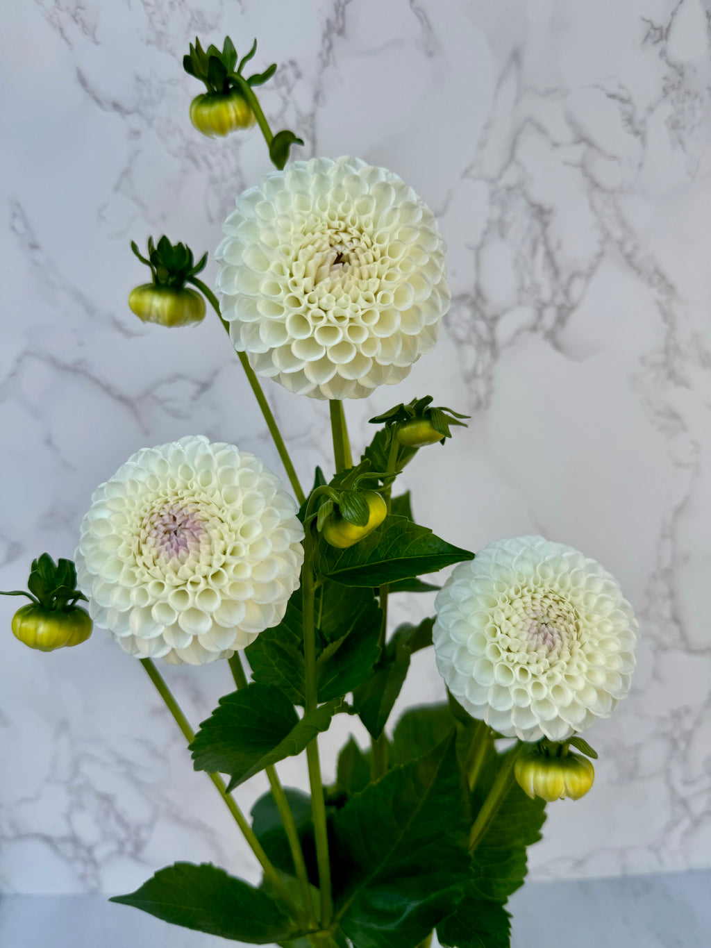 Hollyhill Miss White