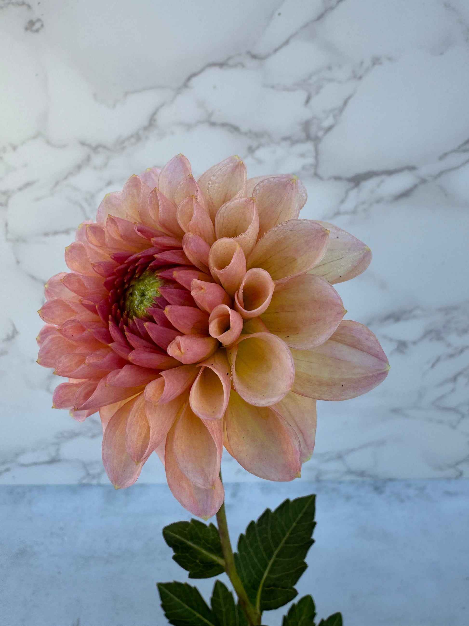 KA Desert Rose Cutting