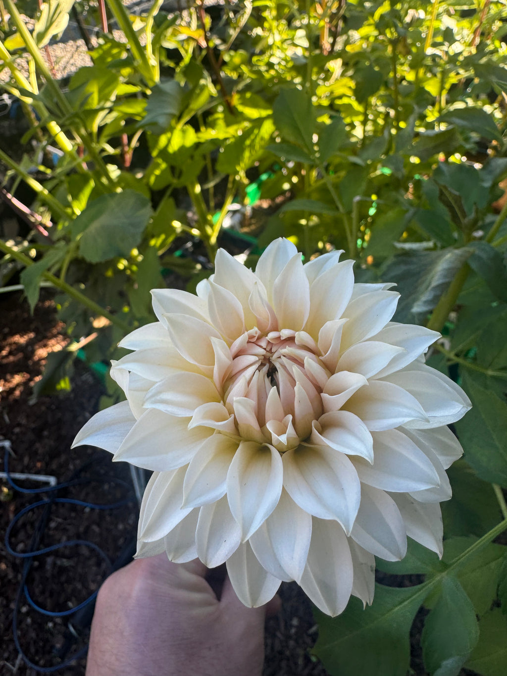 Bell’s la Peach Mode Cutting