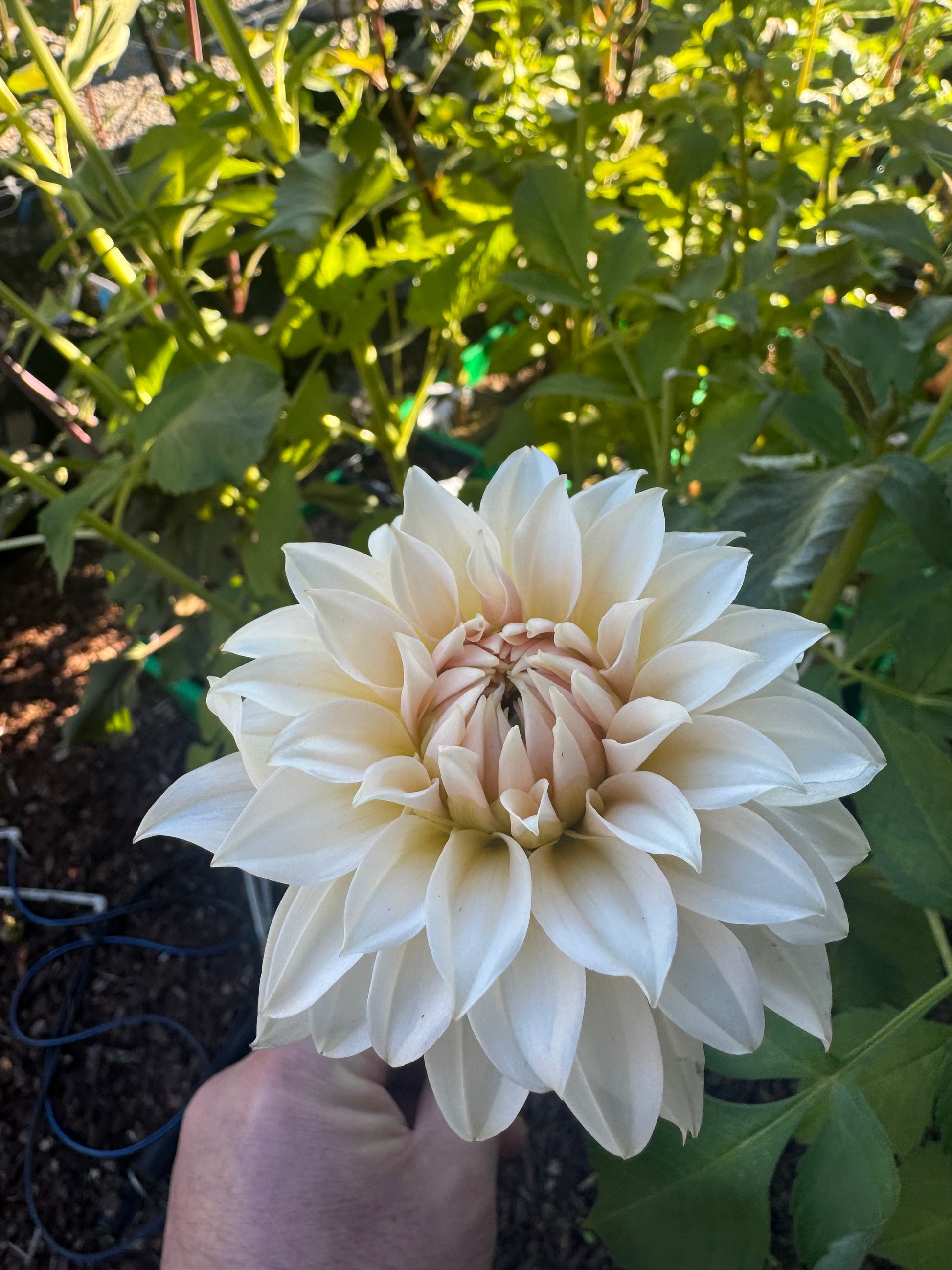 Bell’s la Peach Mode Cutting