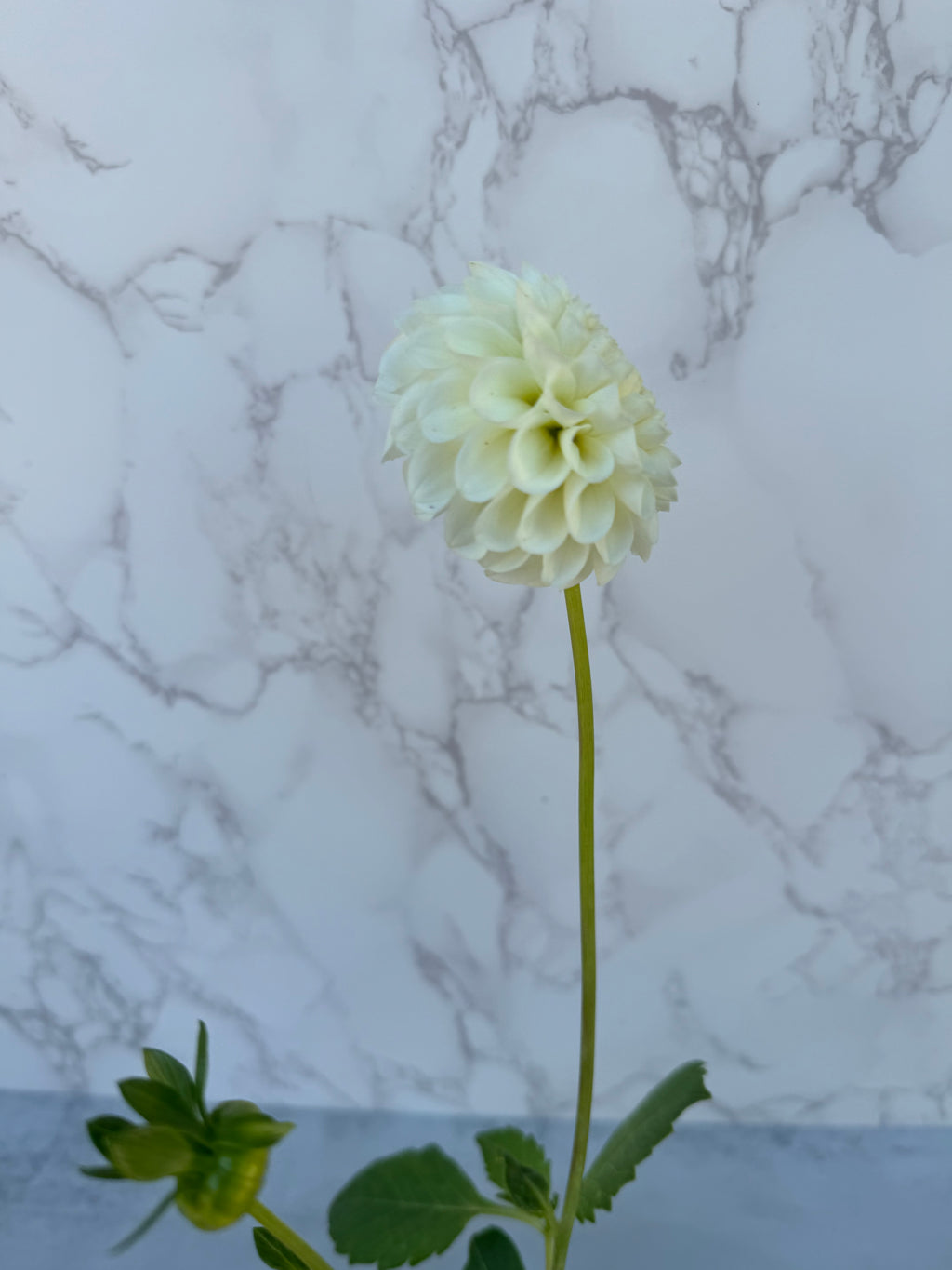 20th Ave New Tradition