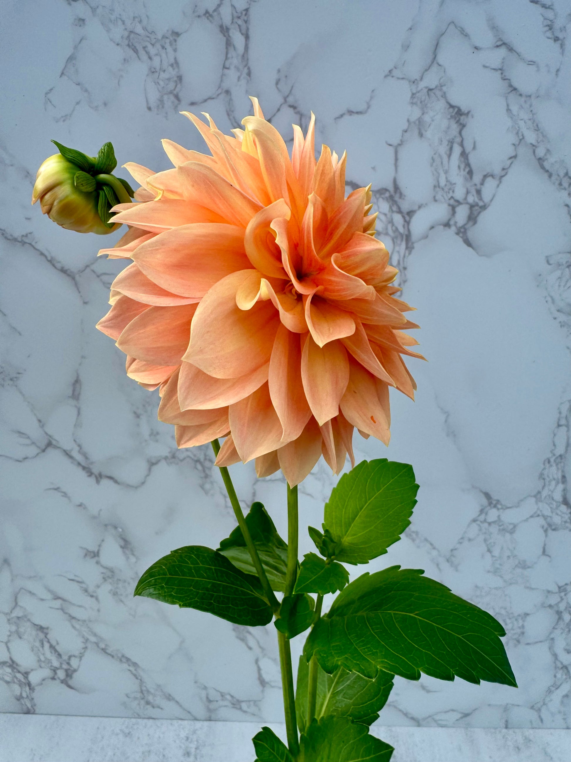 Hamilton Lillian Cutting