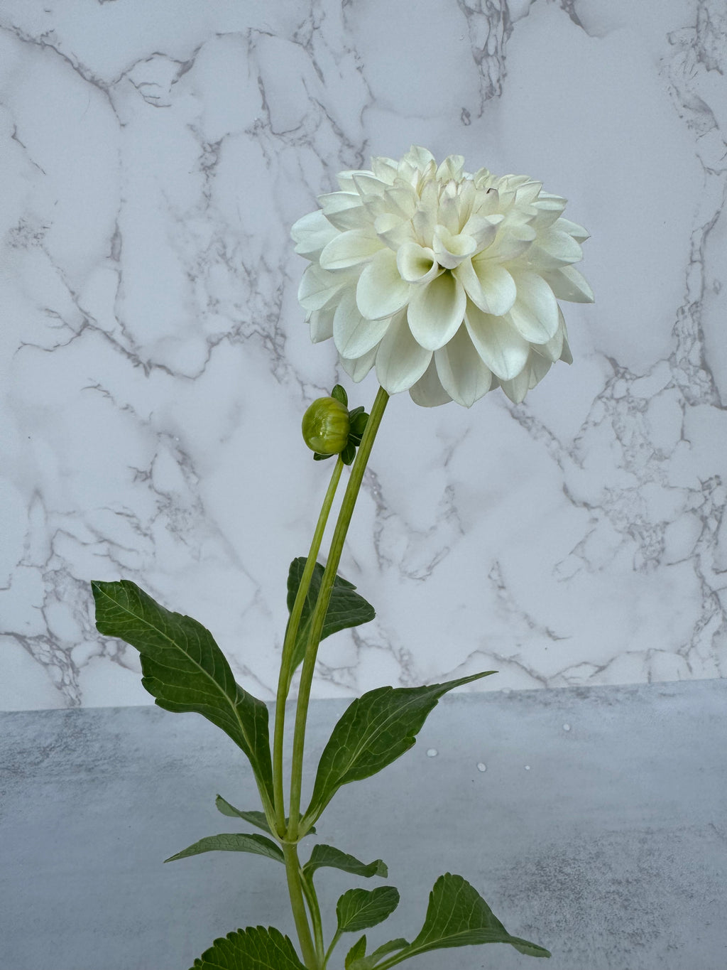 Ferncliff Pearl Cutting