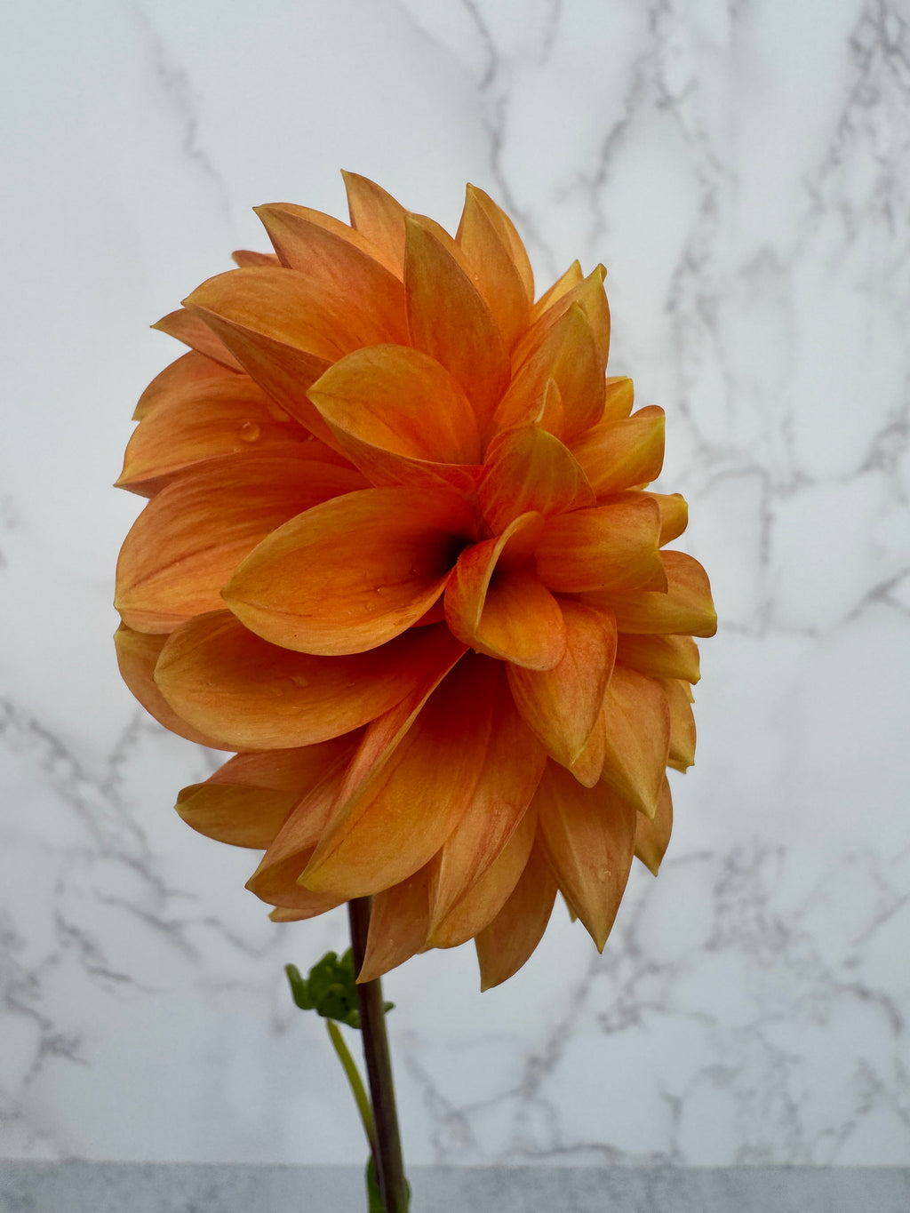 Caleb’s Orange Crush