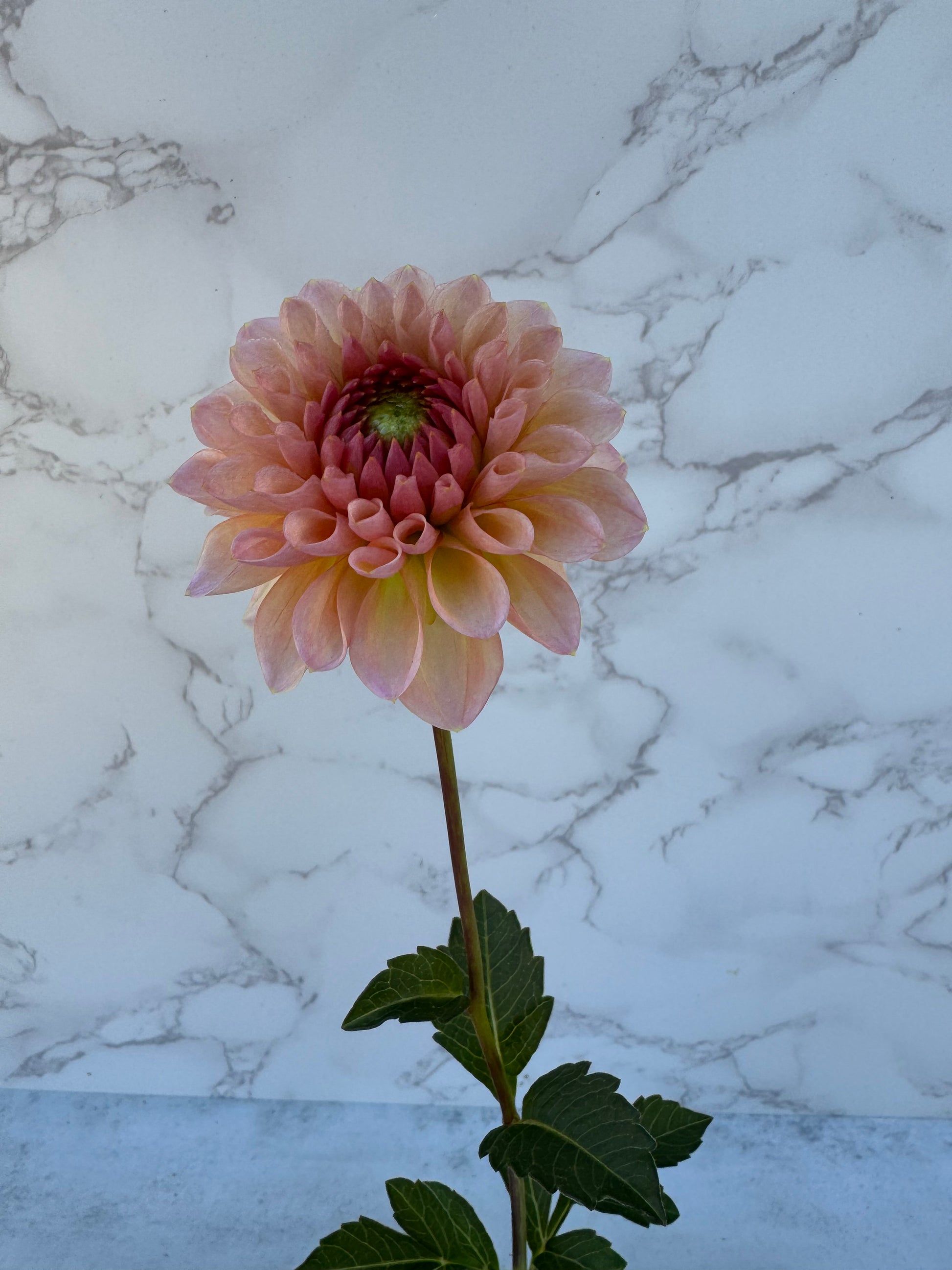 KA Desert Rose Cutting