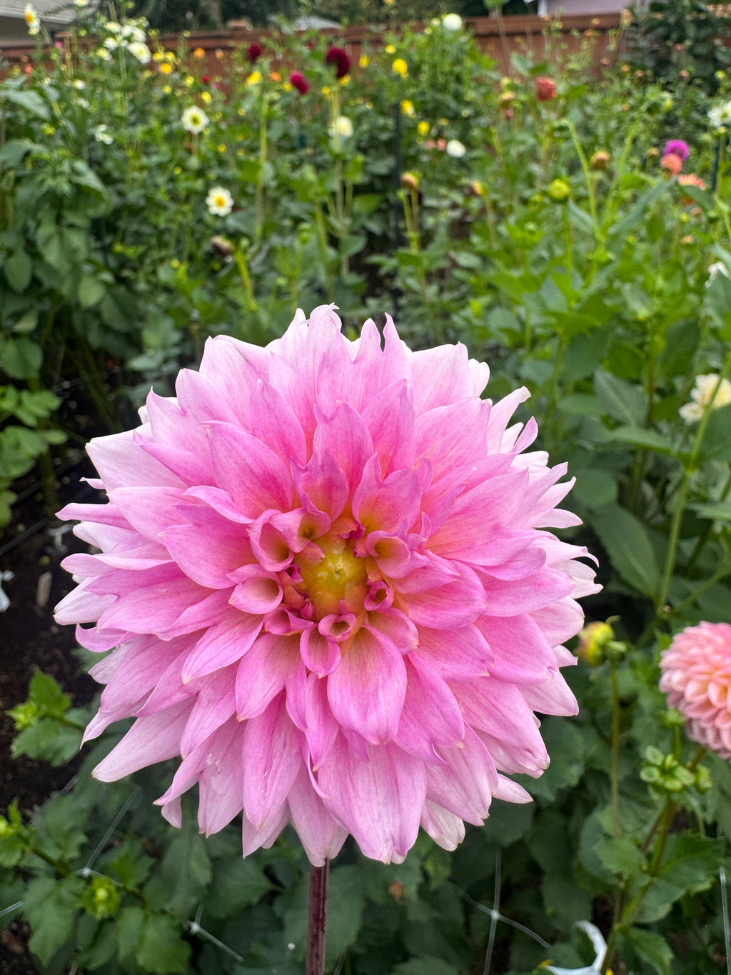 Lee’s Viola Frost Cutting