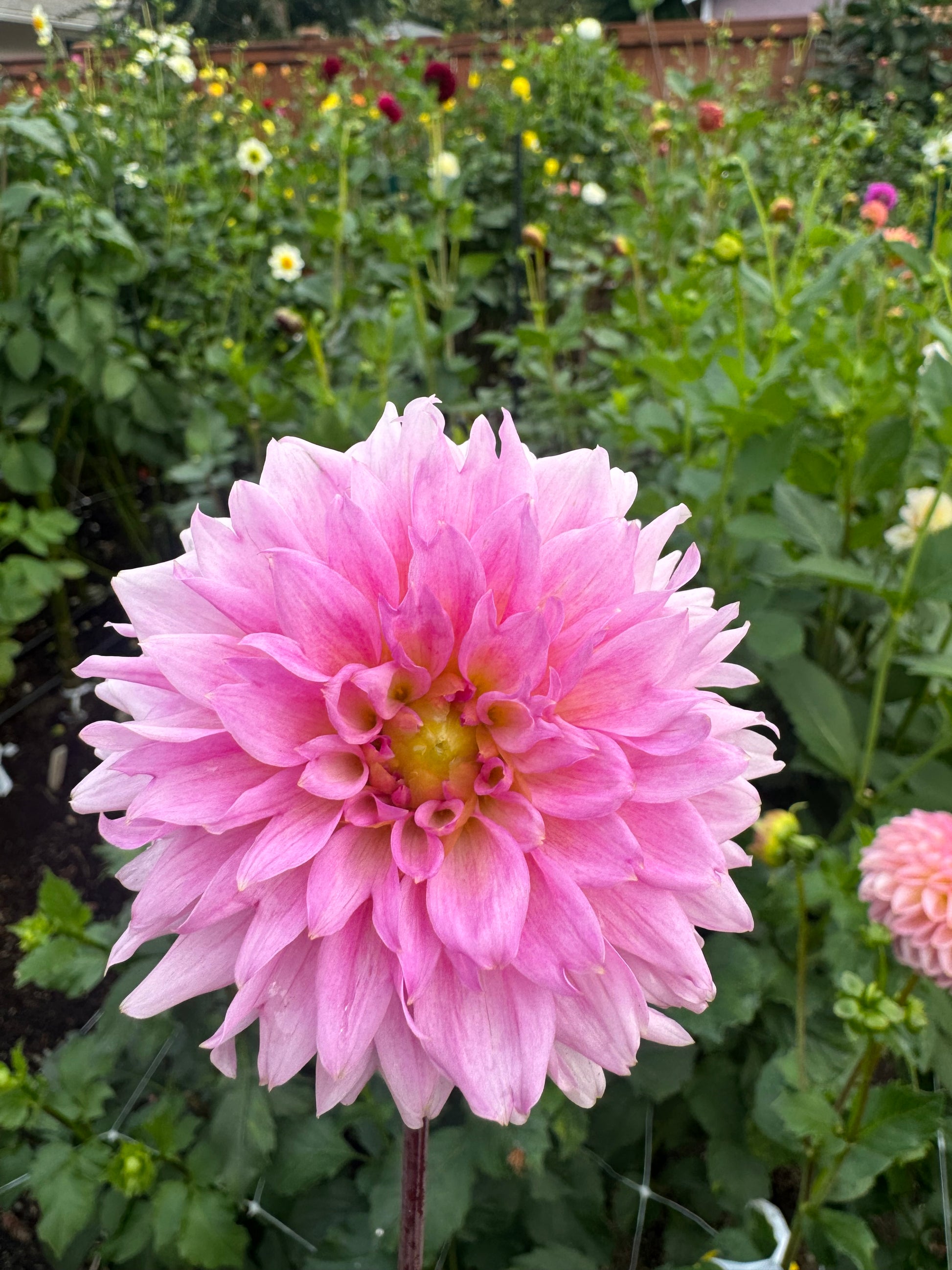 Lee’s Viola Frost Cutting