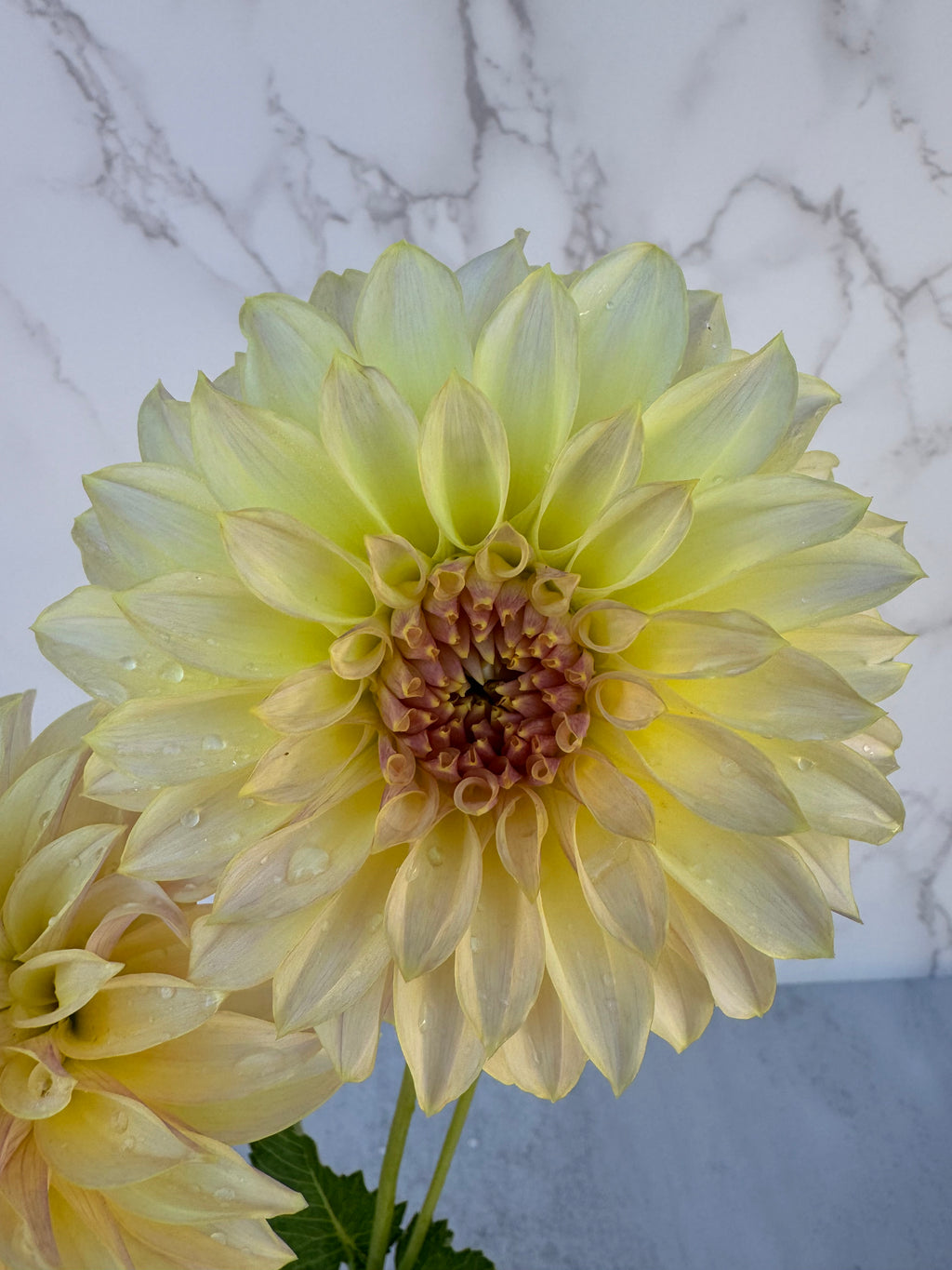 KA Champagne Cutting