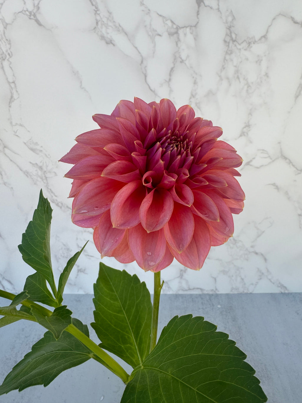 Lee’s Muava Guava Cutting