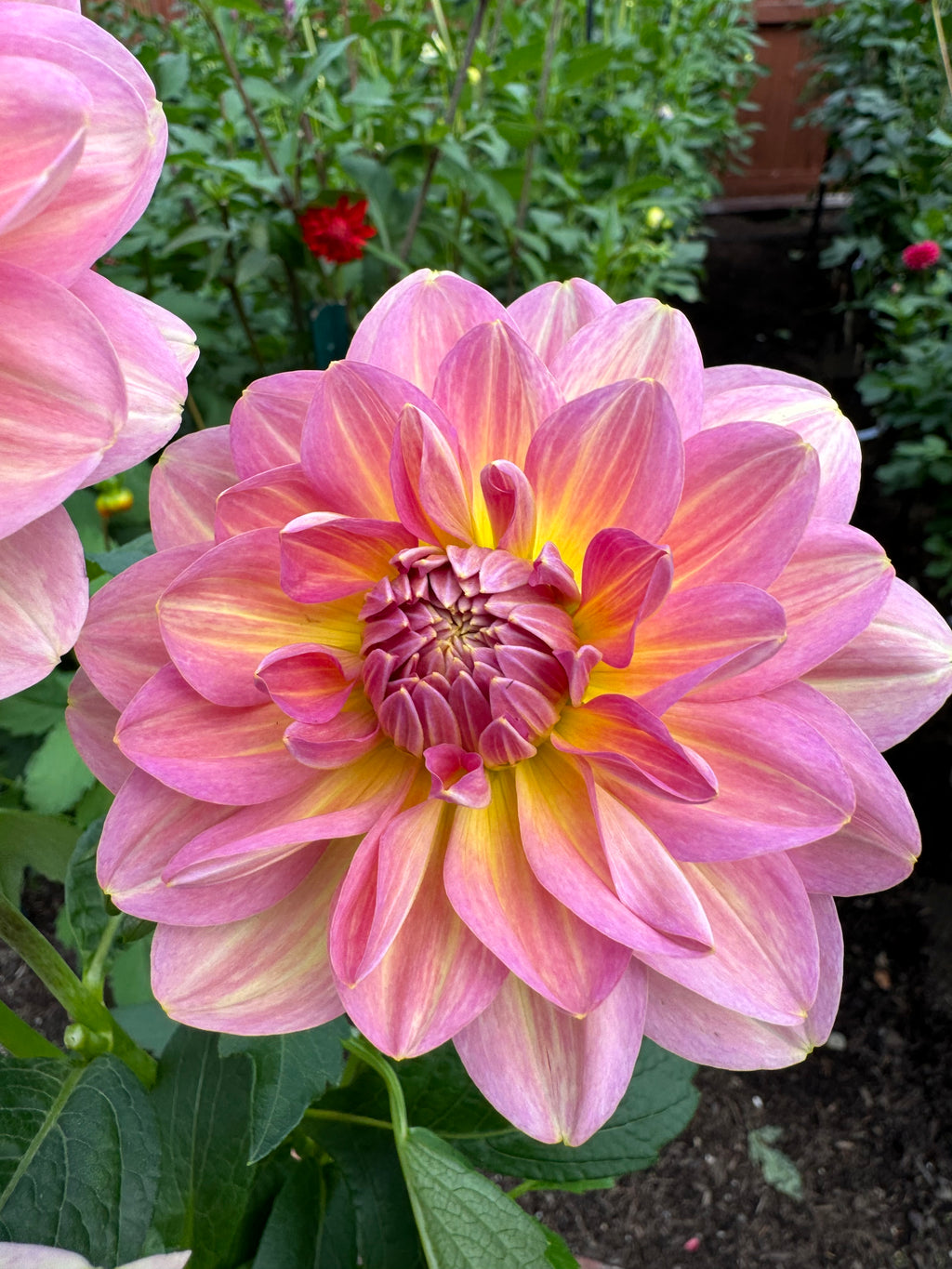 Hapet Old Charm Cutting