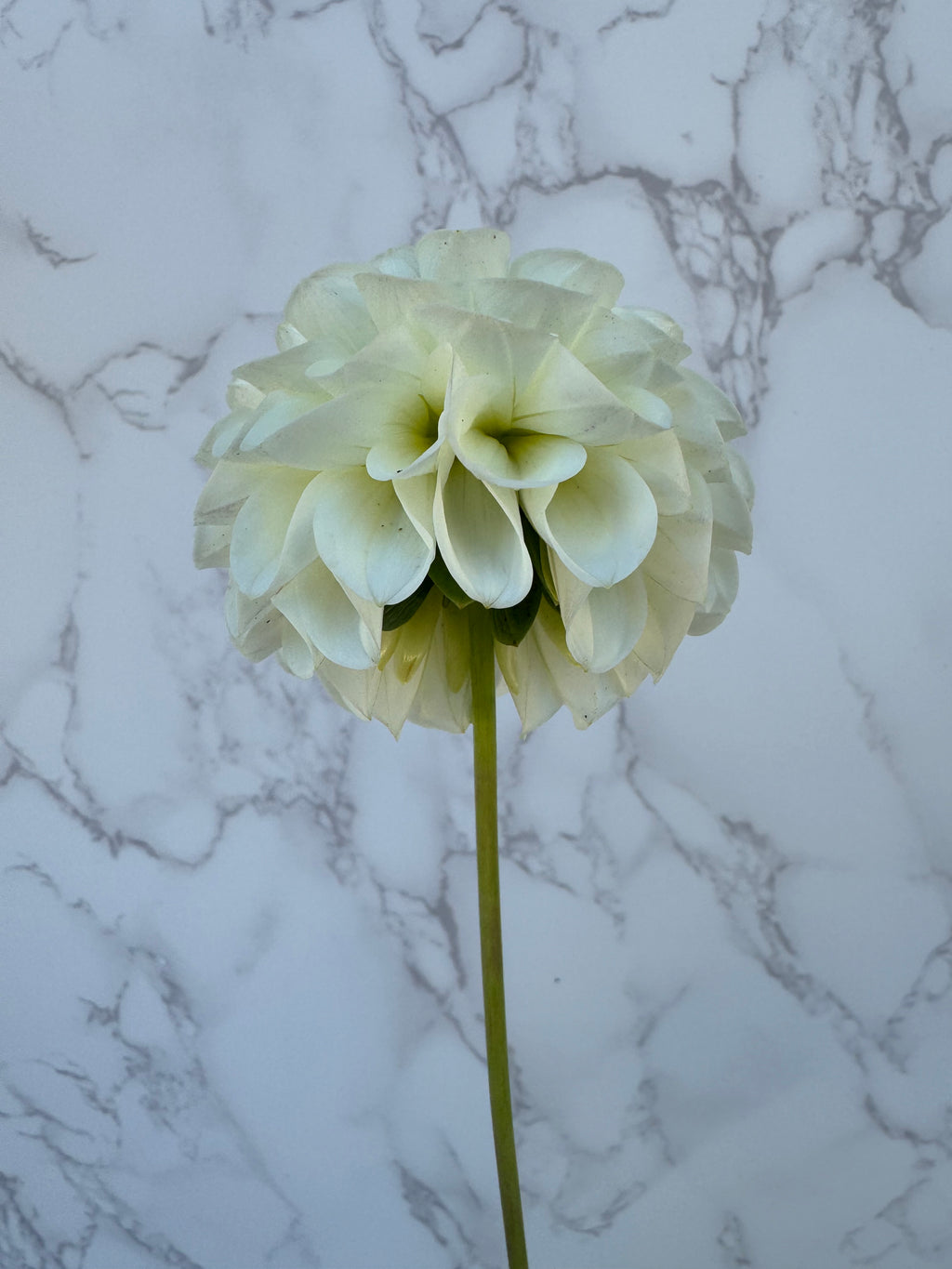 20th Ave New Tradition