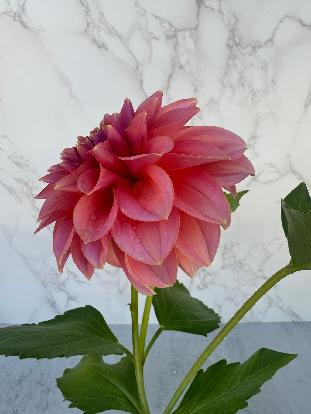 Lee’s Muava Guava Cutting