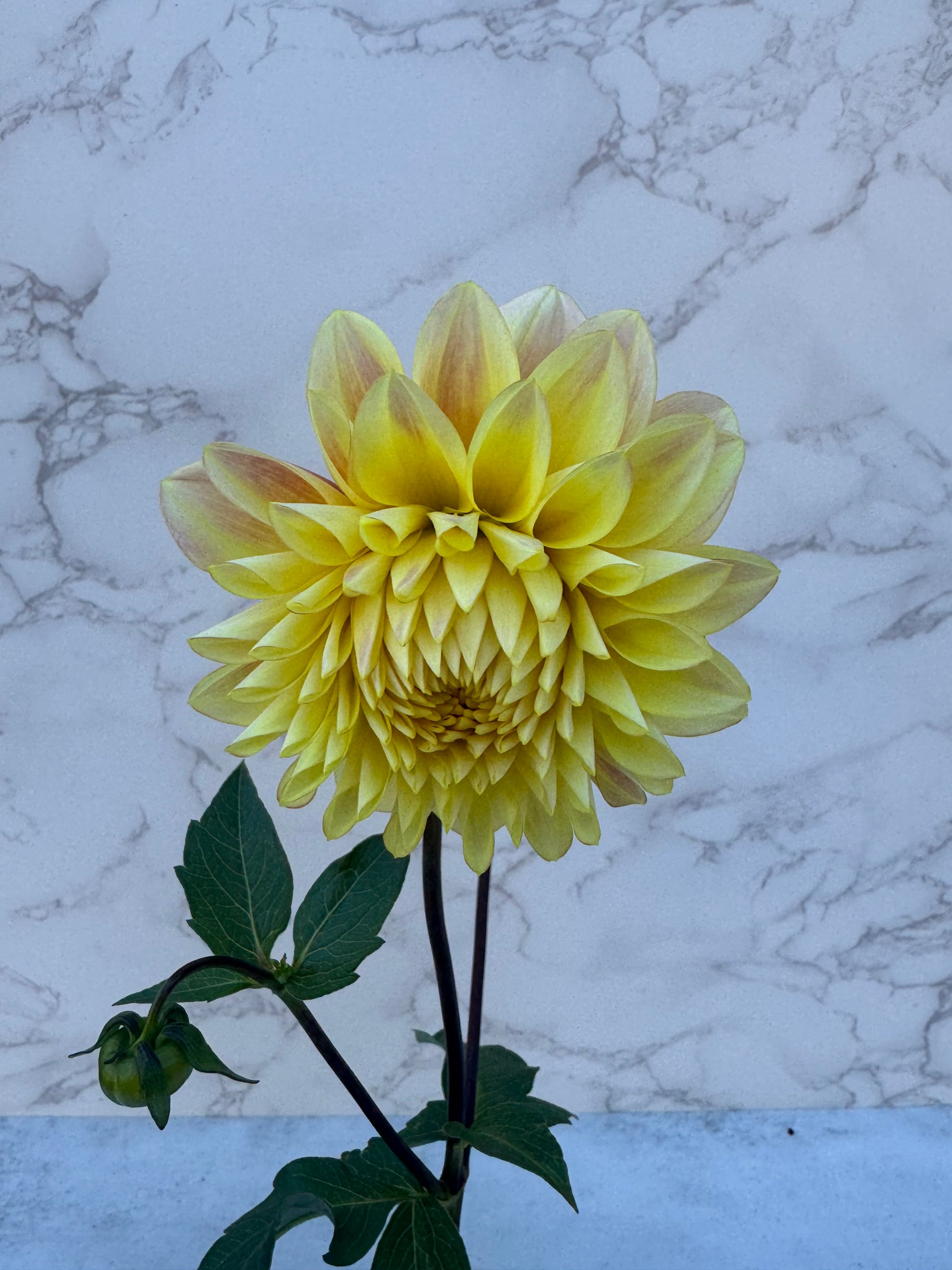 Lee’s Sugaree Cutting