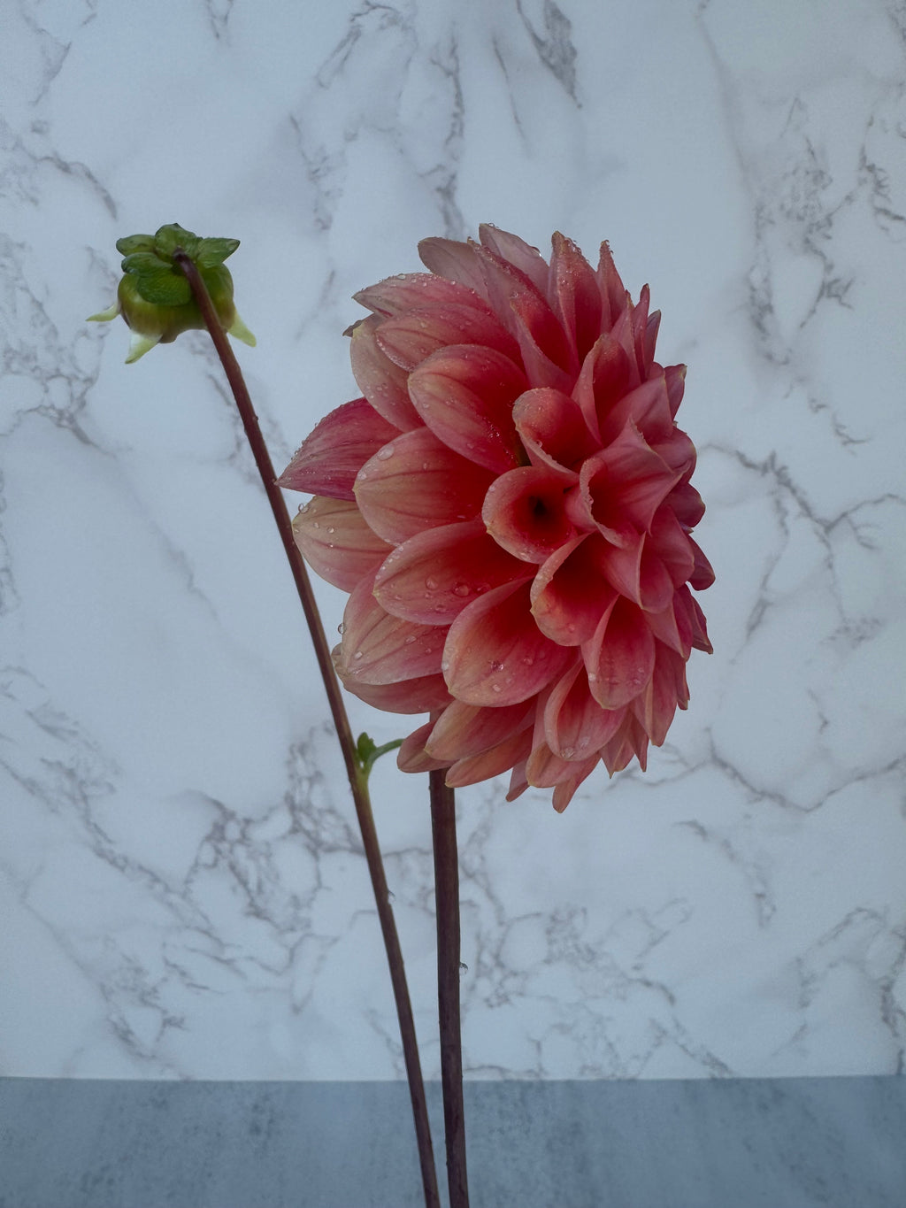 Lee’s Coral Enigma