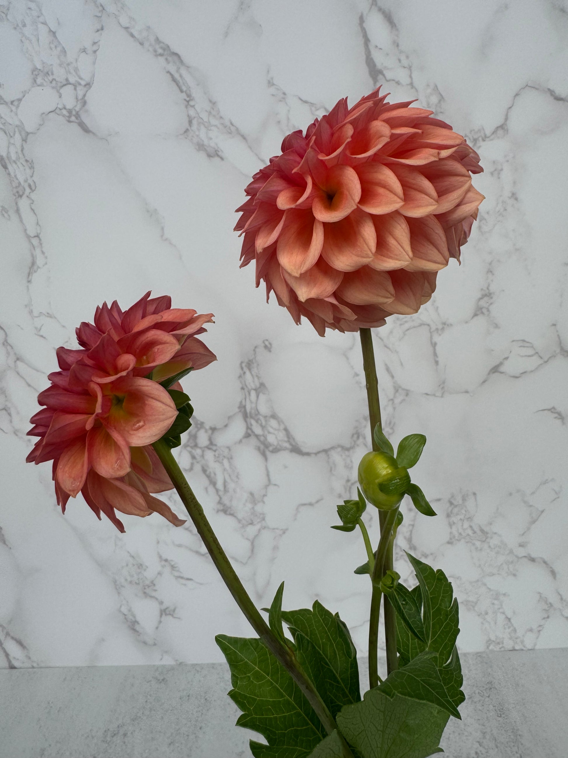 Levi Blue Smoke Cutting