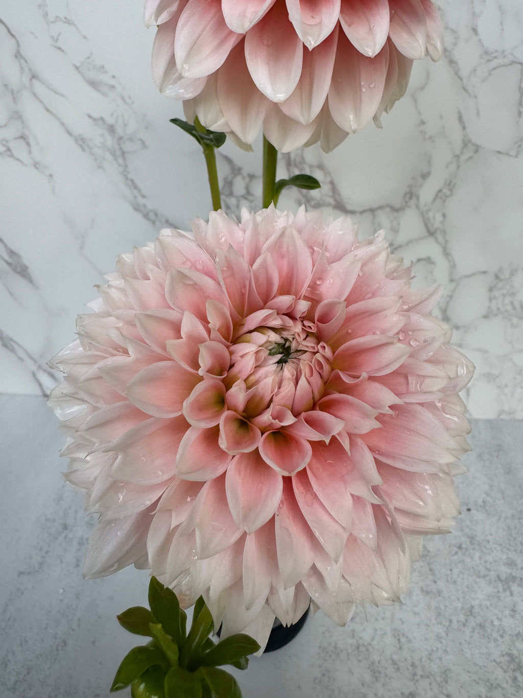 Bell’s Bonbori Cutting