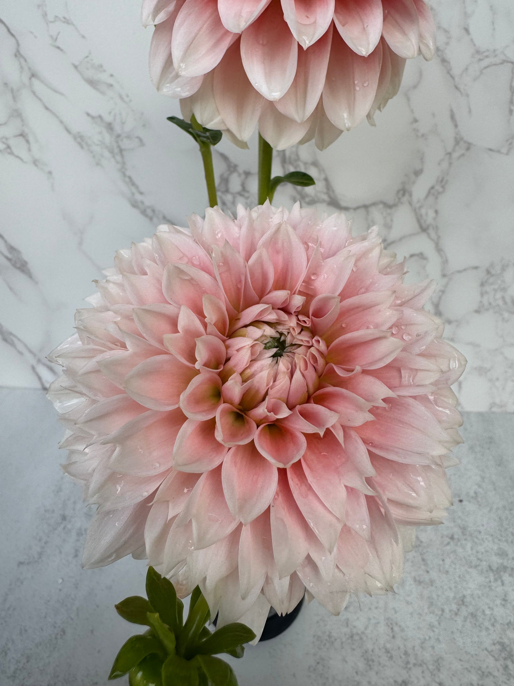 Bell’s Bonbori Cutting