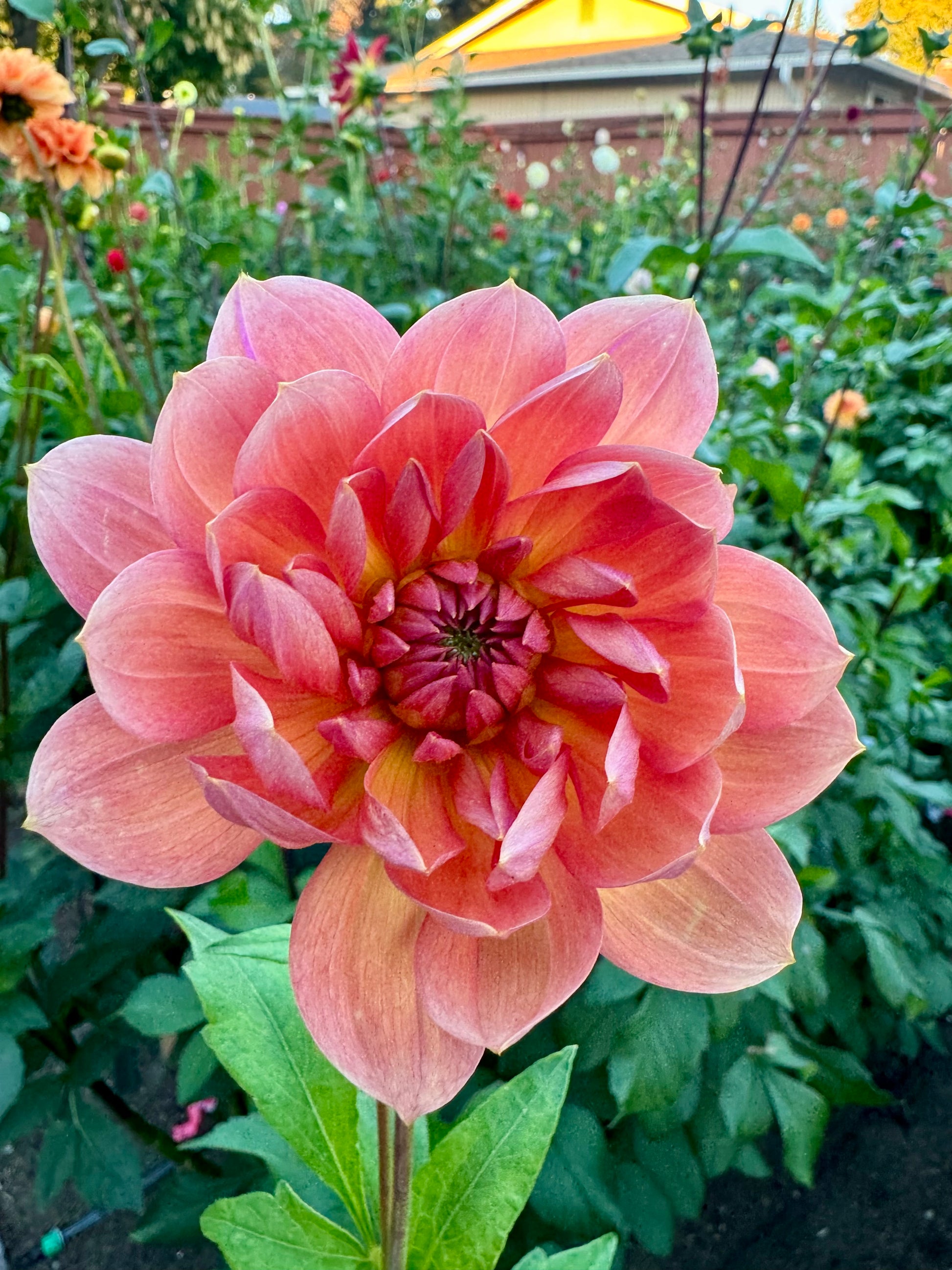 Hollyhill Daydream Cutting