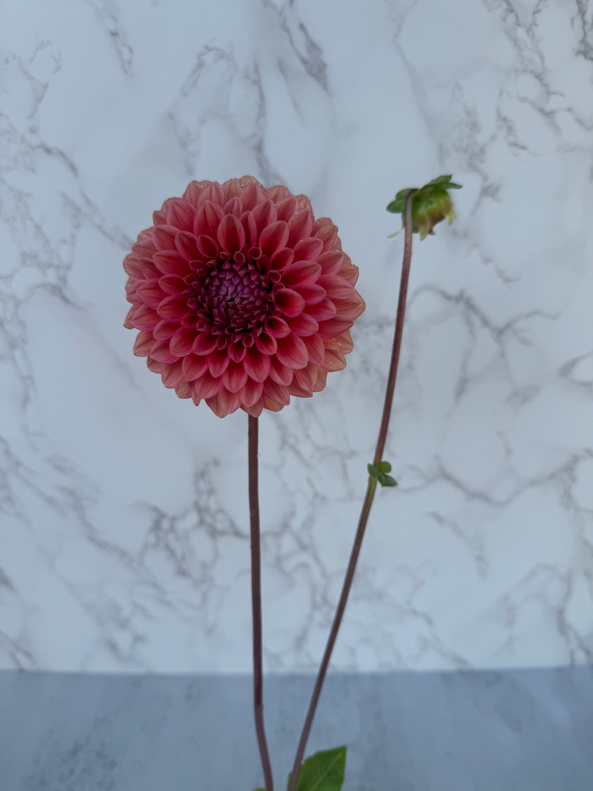 Lee’s Coral Enigma