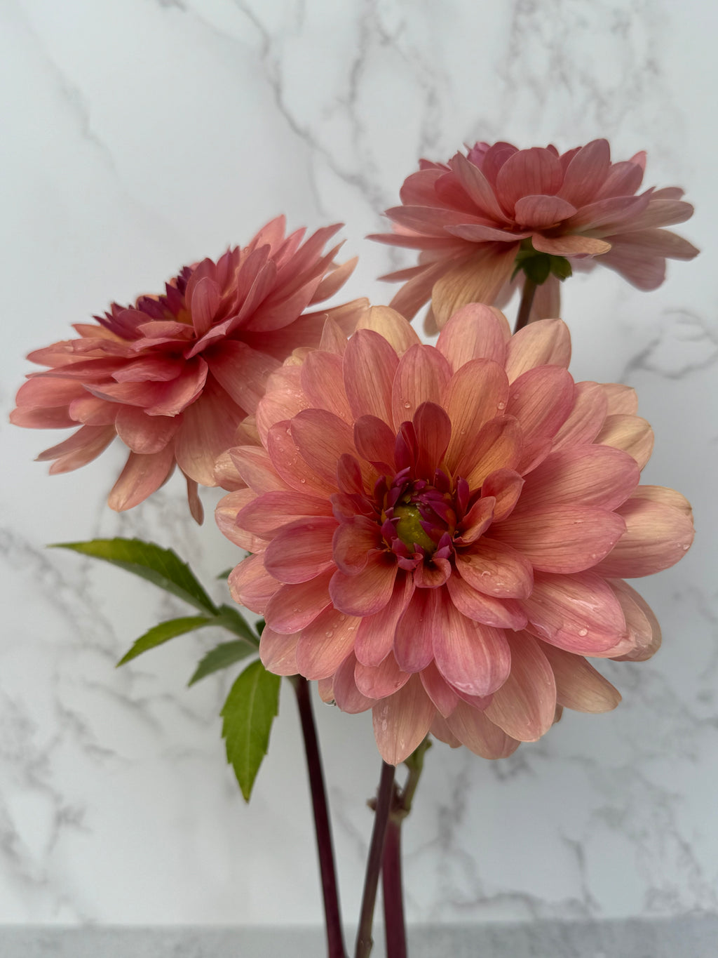 Chateau de la Bourdaisiere Cutting