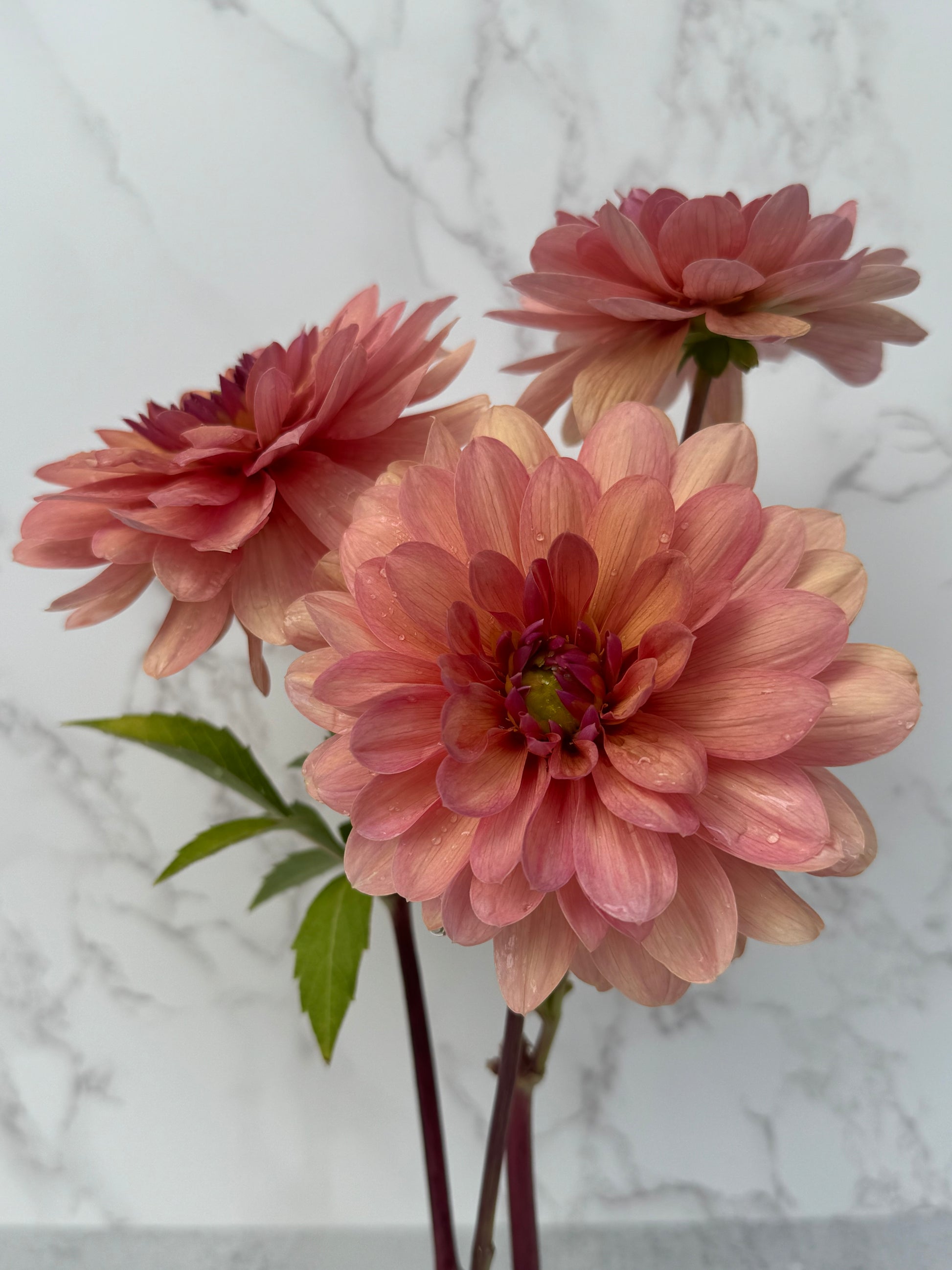 Chateau de la Bourdaisiere Cutting