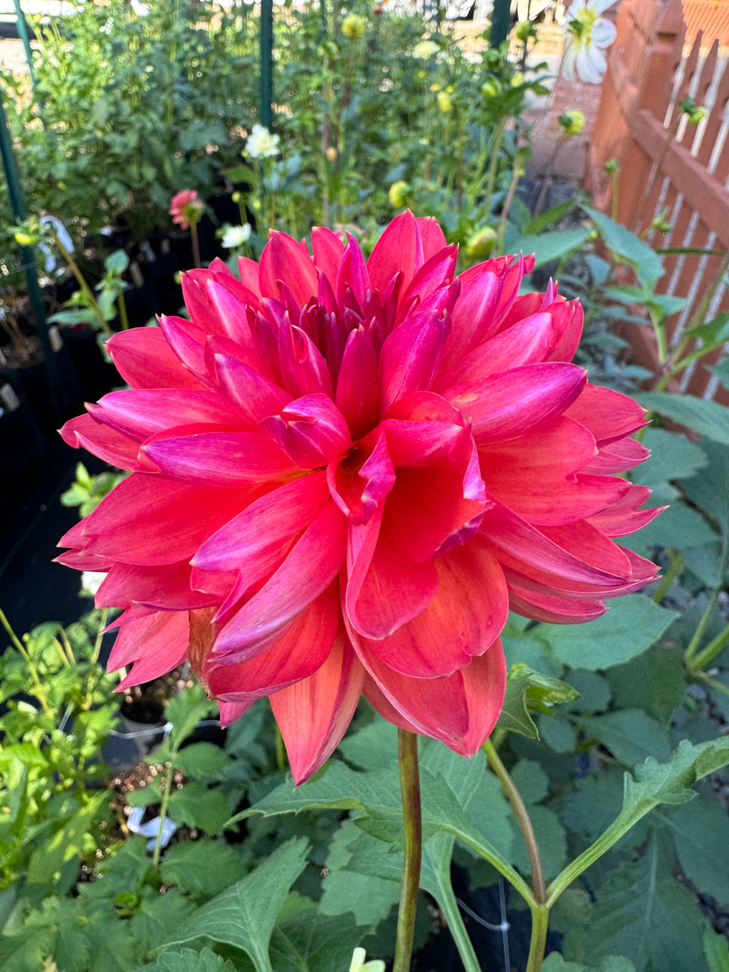 GF Smokey Sun Cutting