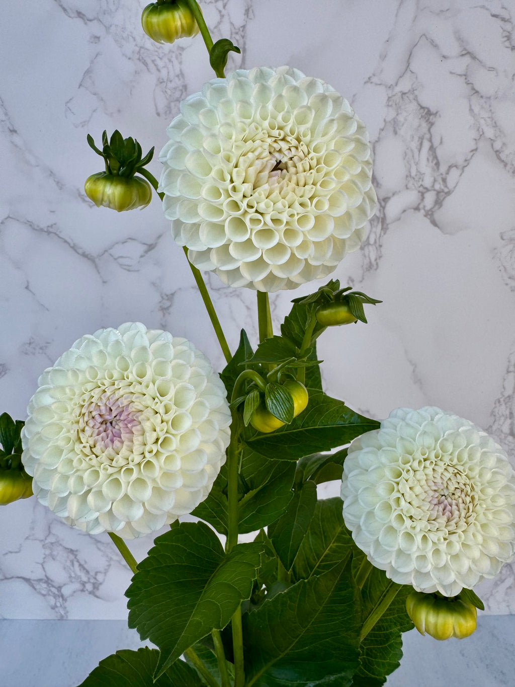 Hollyhill Miss White