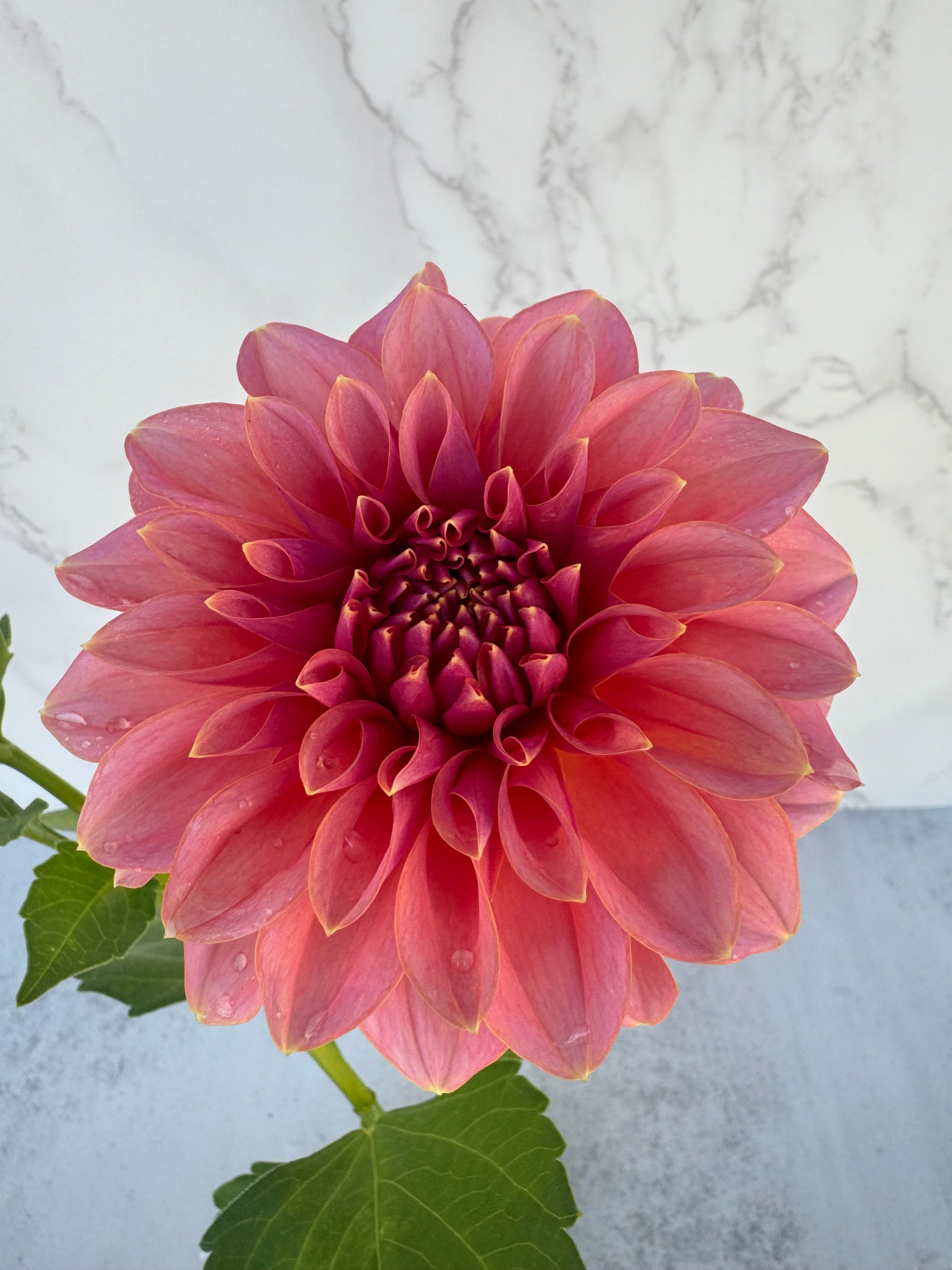 Lee’s Muava Guava Cutting