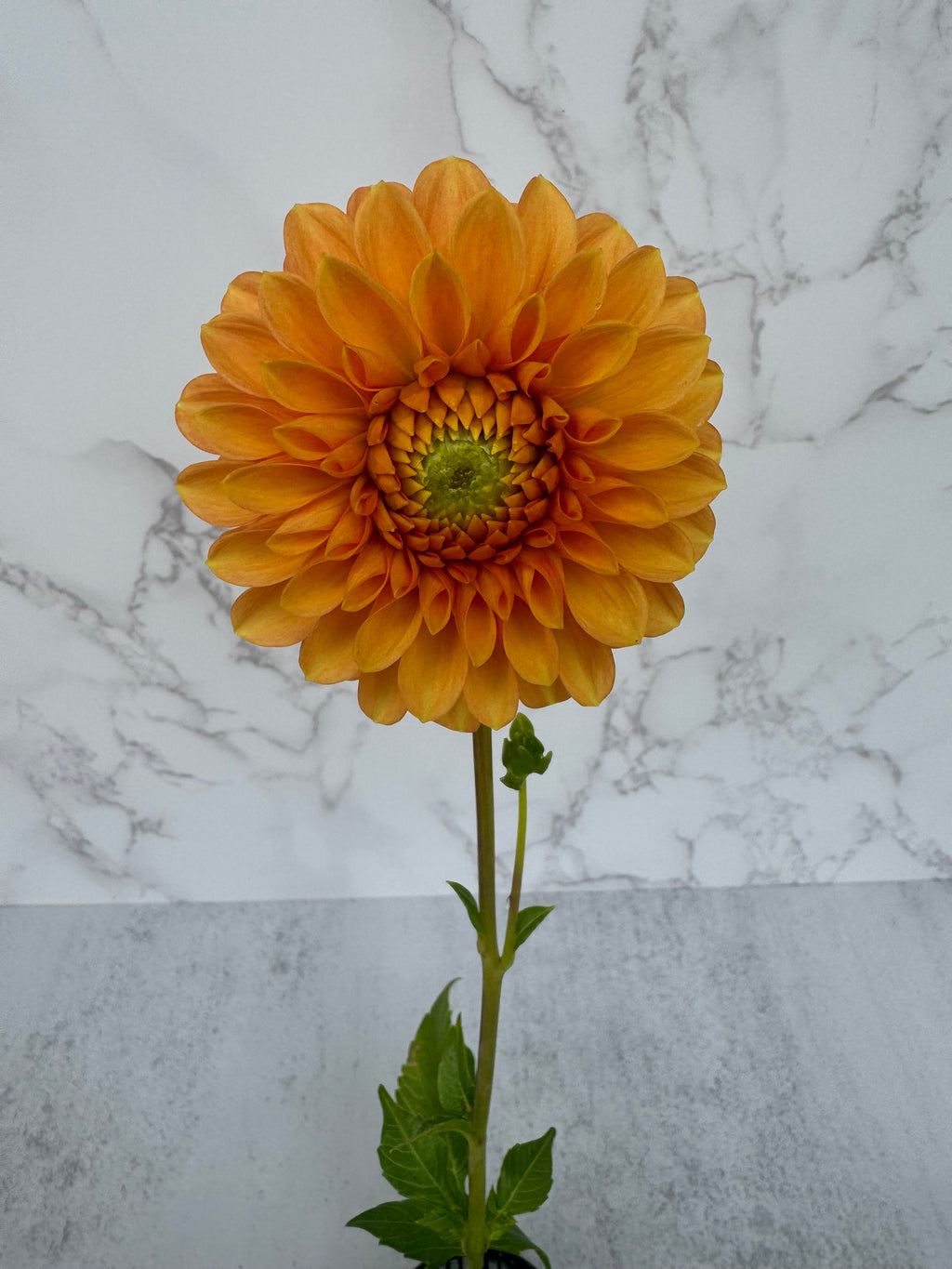 Caleb’s Orange Crush