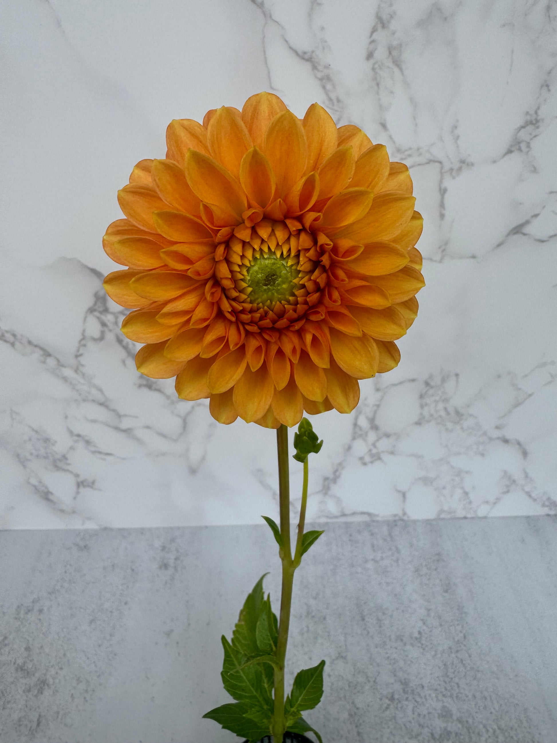 Caleb’s Orange Crush