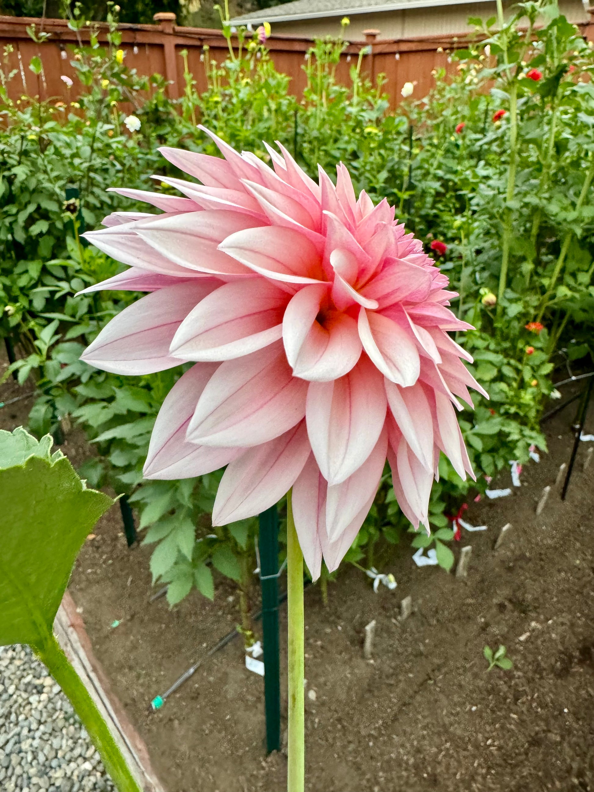 KA Mocha Jake Cutting