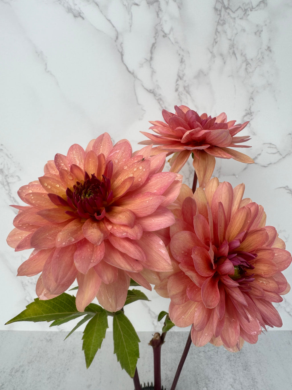 Chateau de la Bourdaisiere Cutting