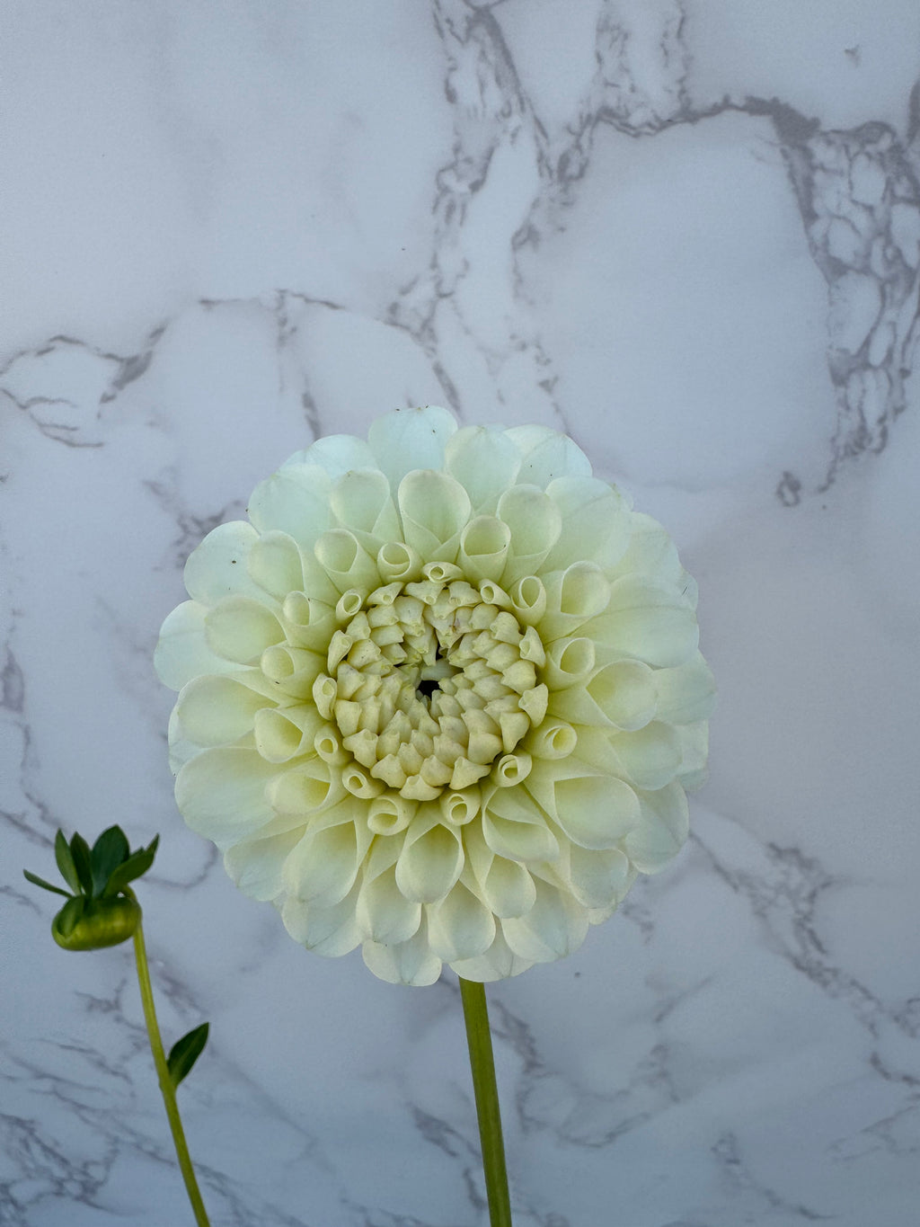 20th Ave New Tradition