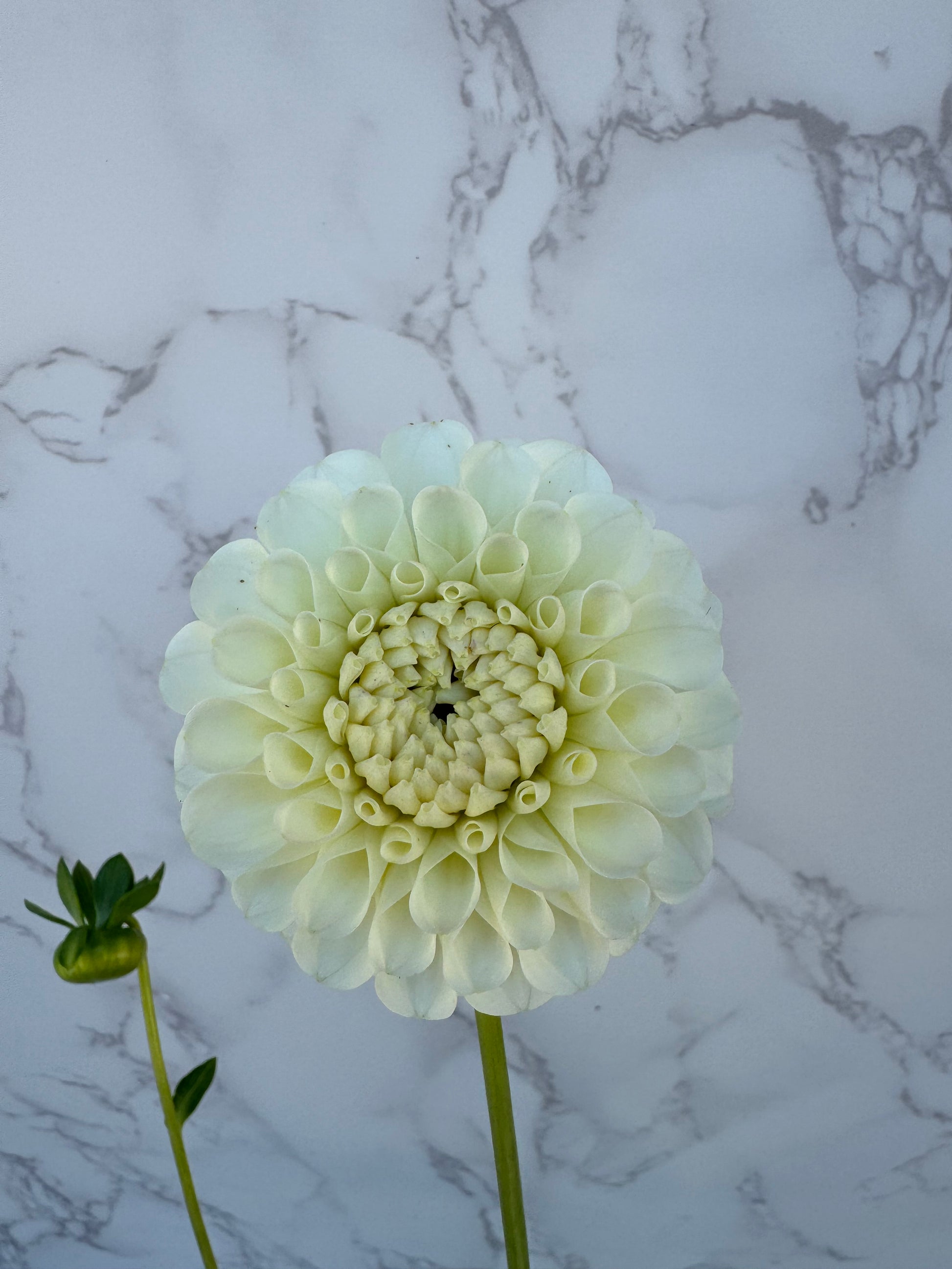 20th Ave New Tradition