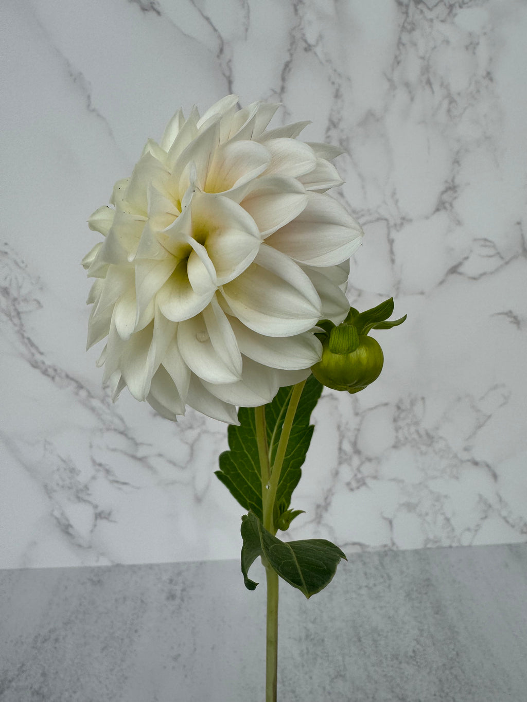 Gigi’s Baby Breath Cutting