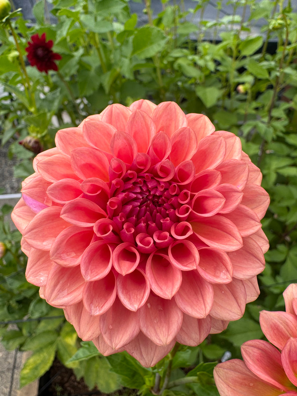 Levi Blue Smoke Cutting