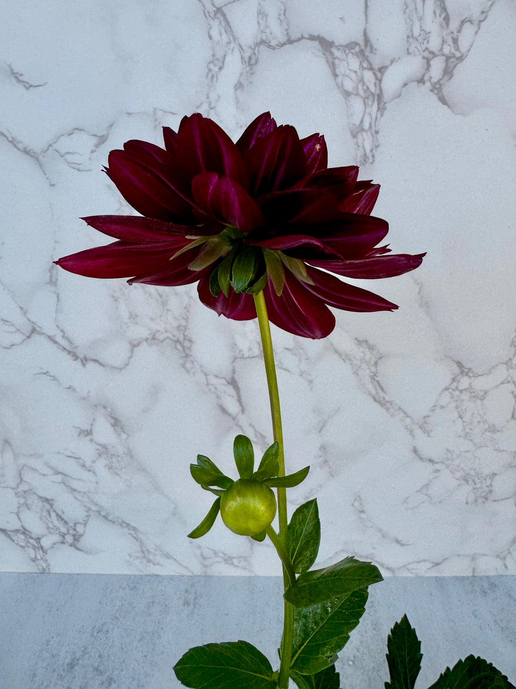 Hollyhill Black Widow