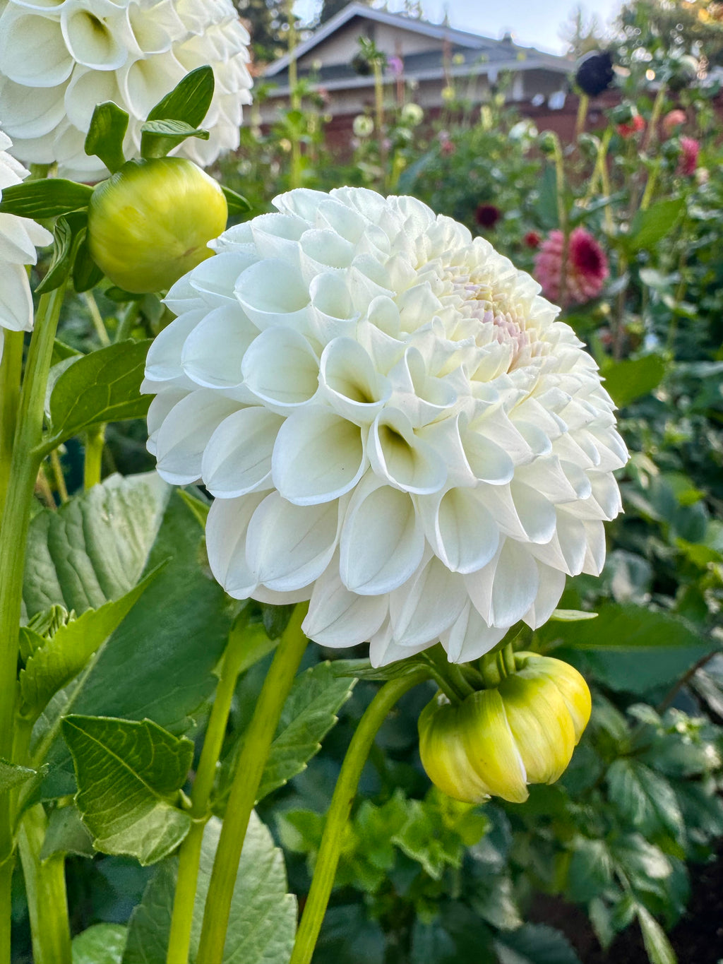 Hollyhill Miss White