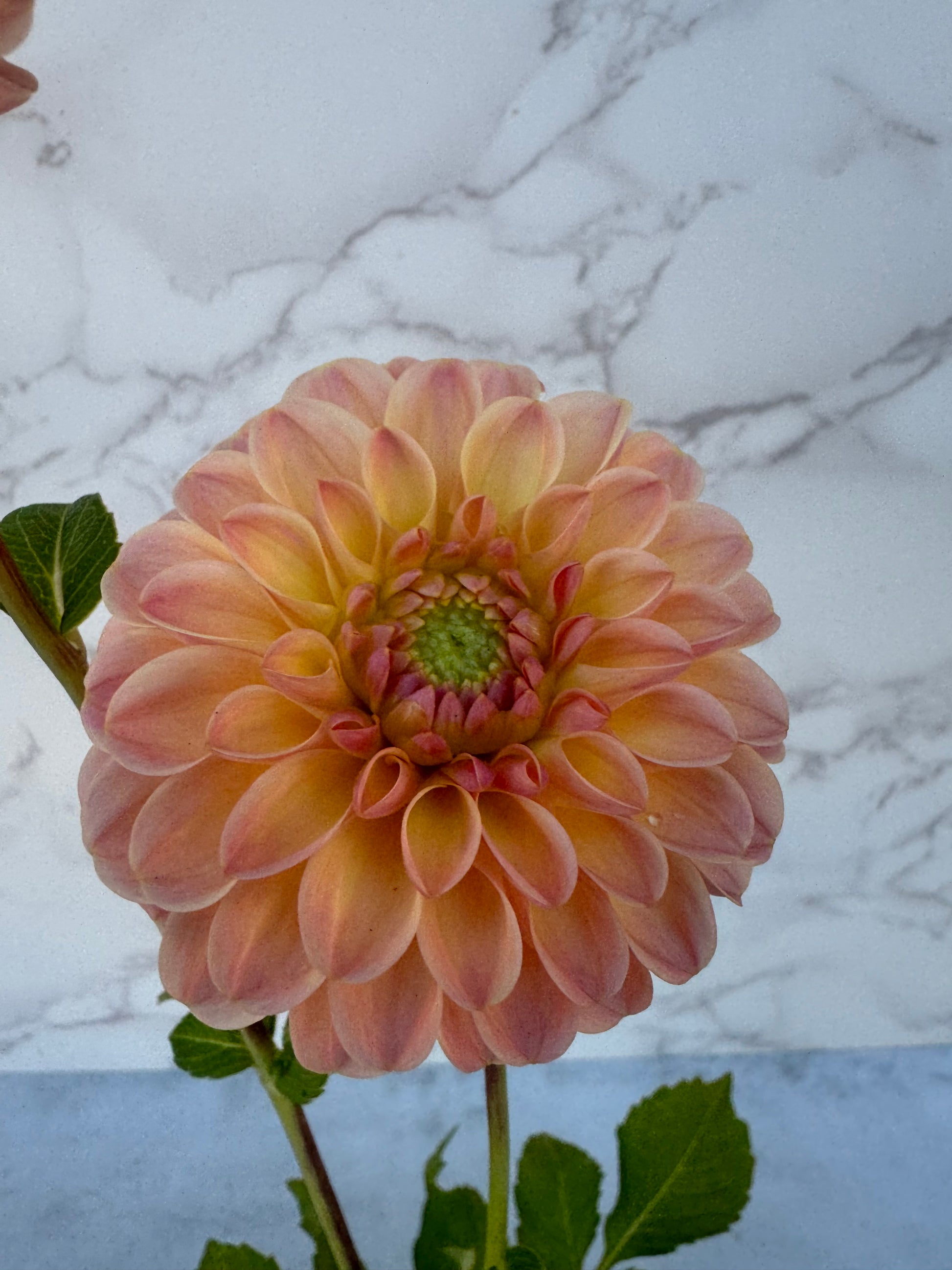 Hapet Salmon Cutting