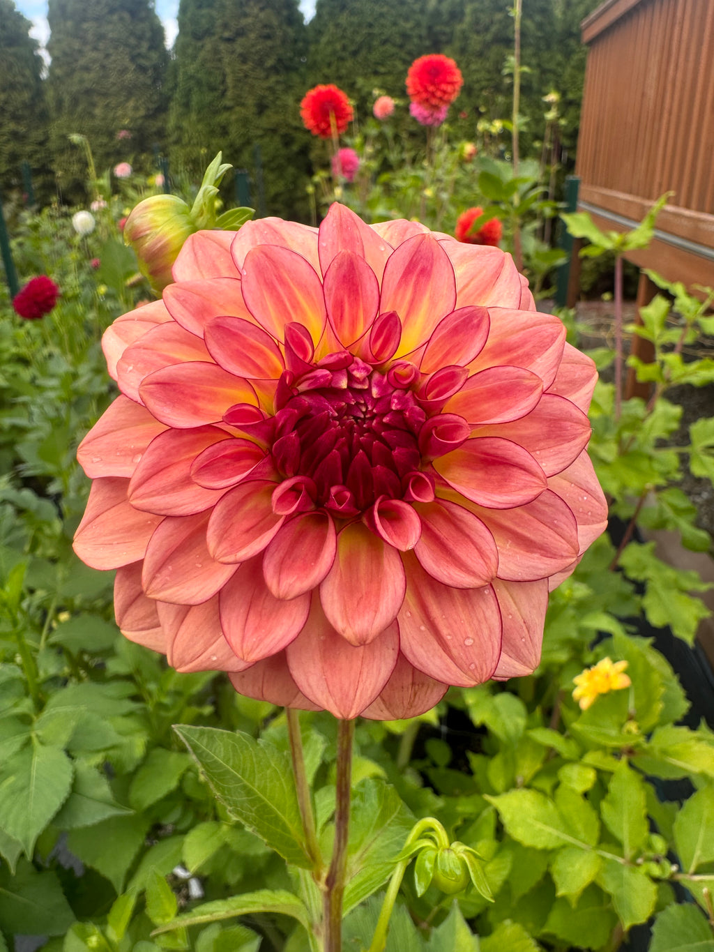 KA Mocha Katie Cutting