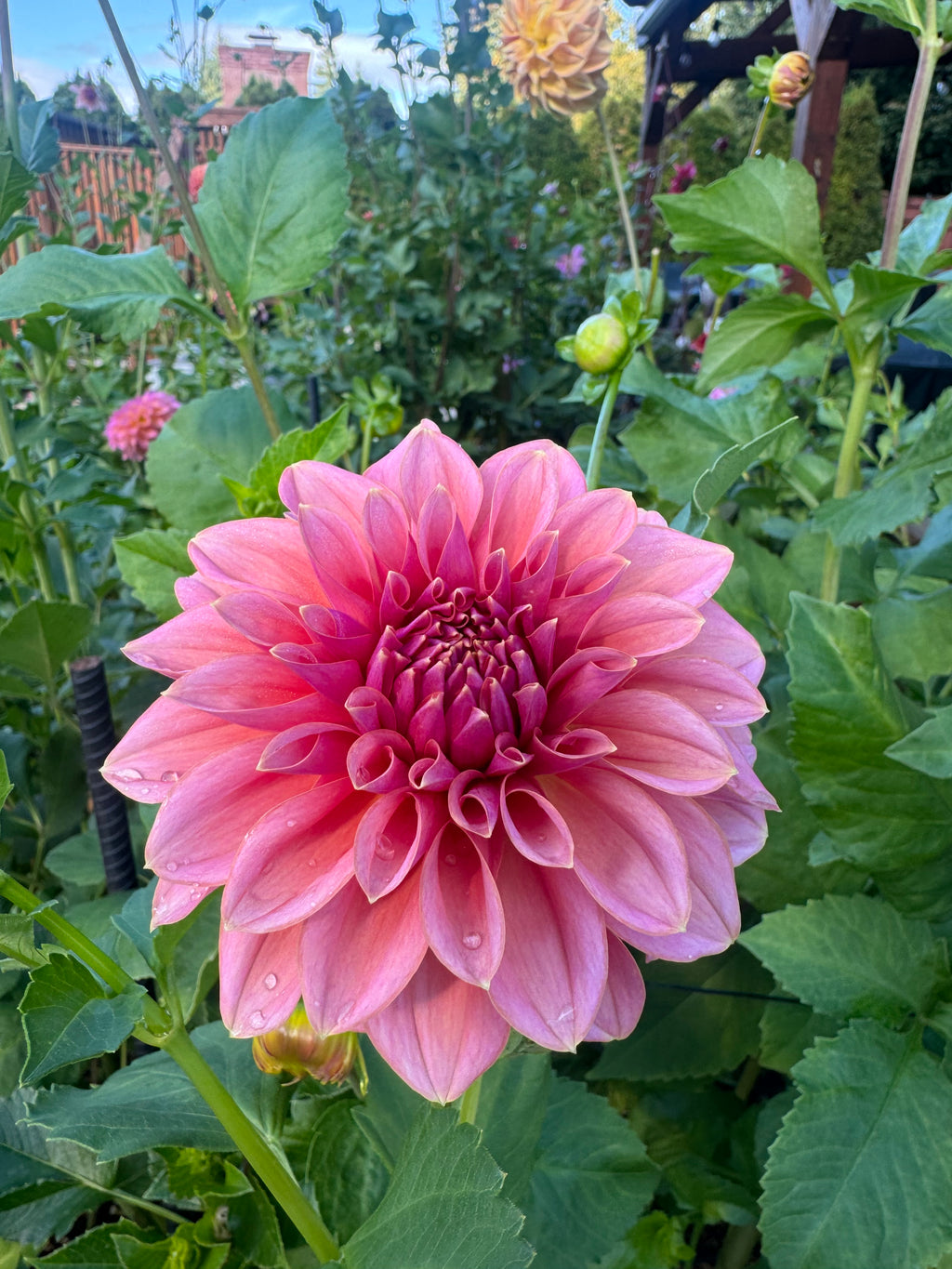 Lee’s Muava Guava Cutting