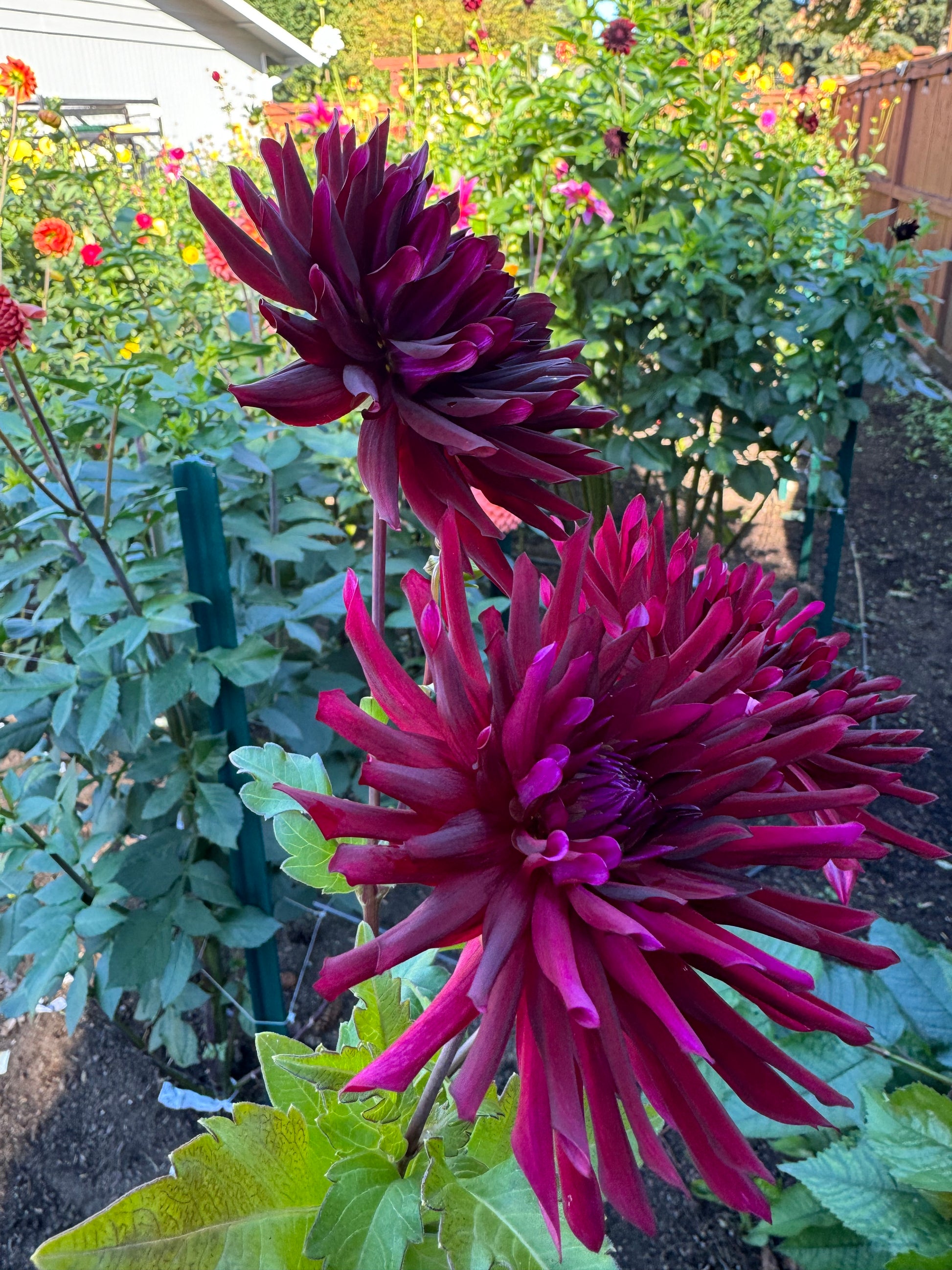 Bull’s Blood Cutting