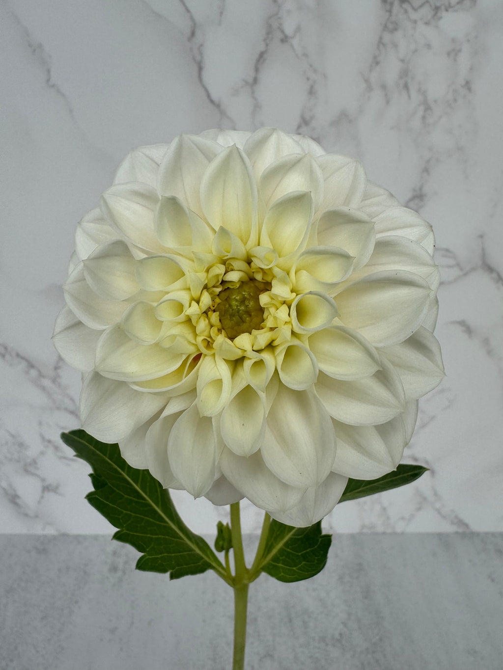 Gigi’s Baby Breath Cutting