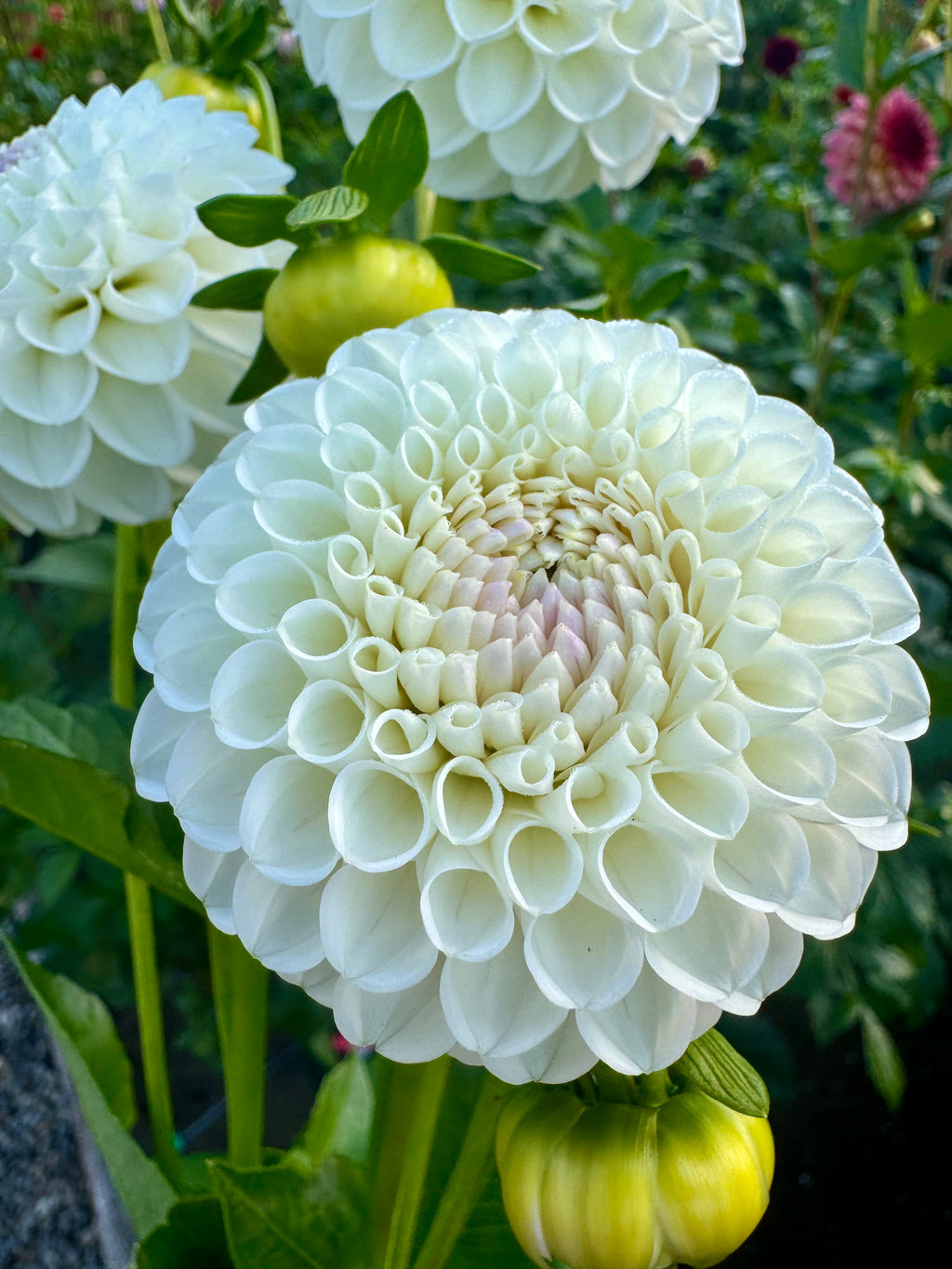 Hollyhill Miss White