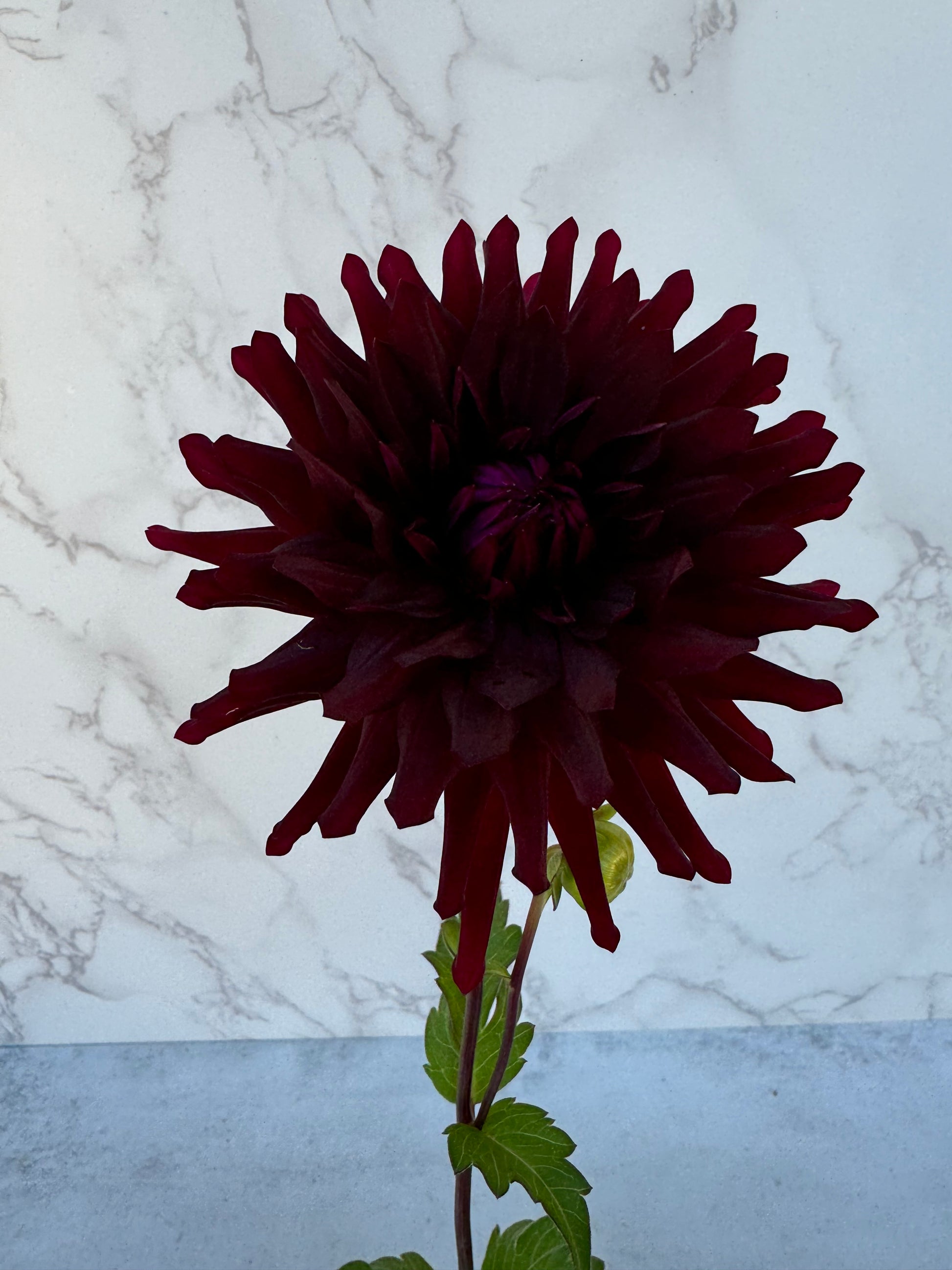 Bull’s Blood Cutting