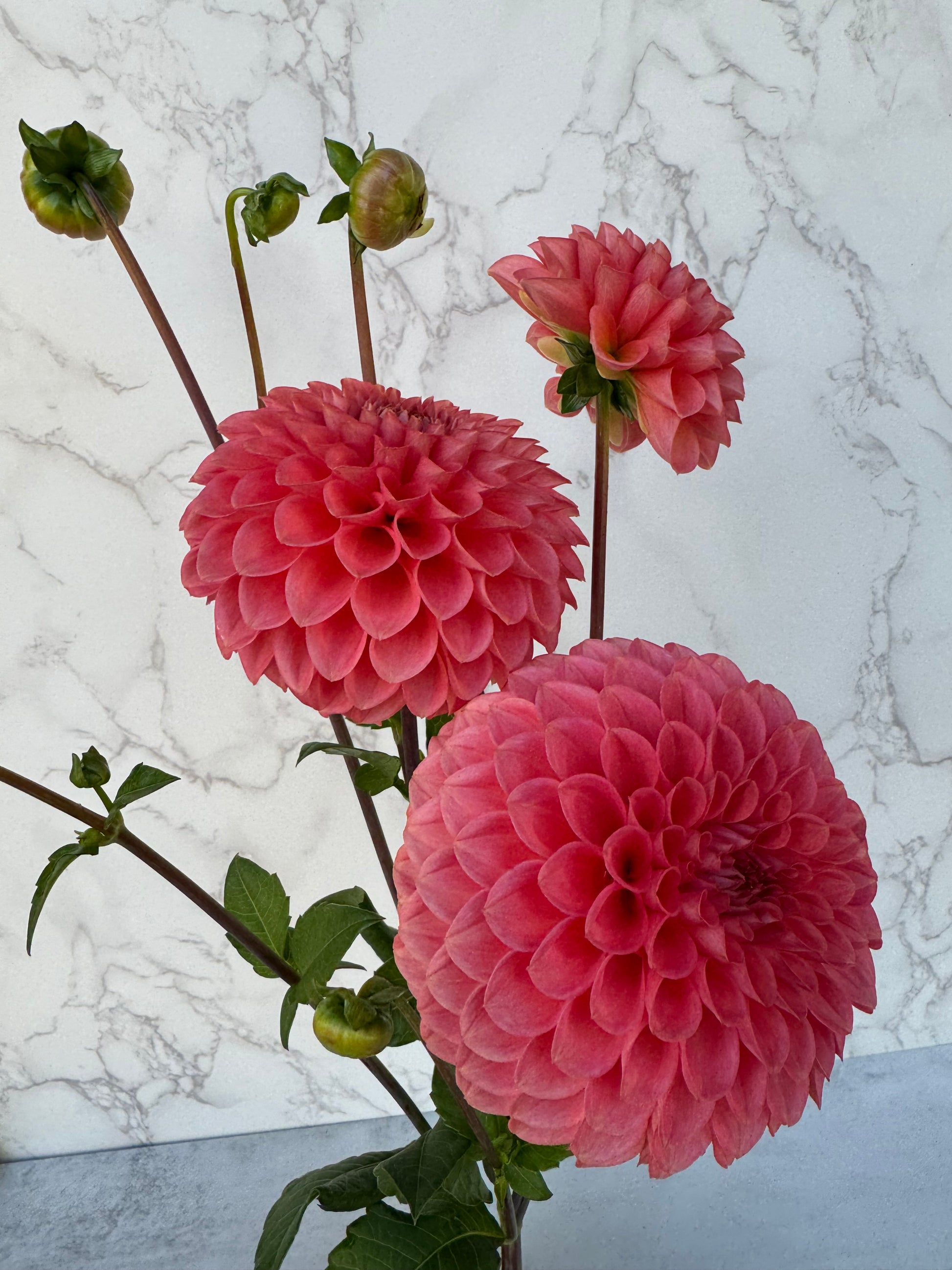 Parkland Tribute Cutting