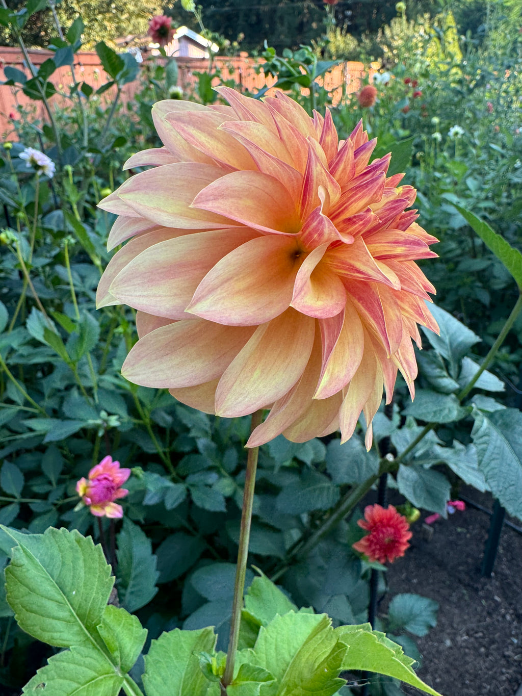 Country Sweetheart Cutting