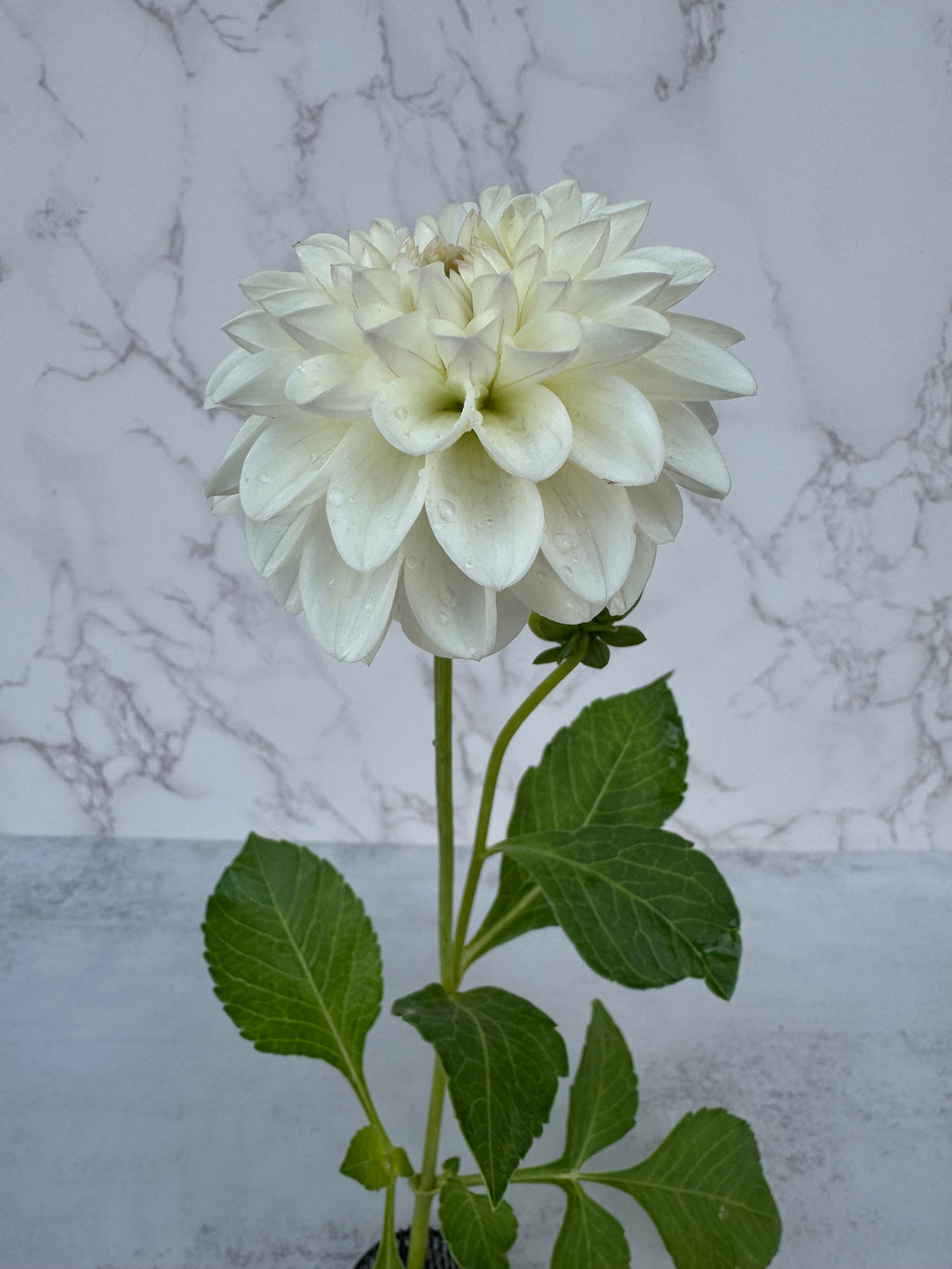 Ferncliff Pearl Cutting